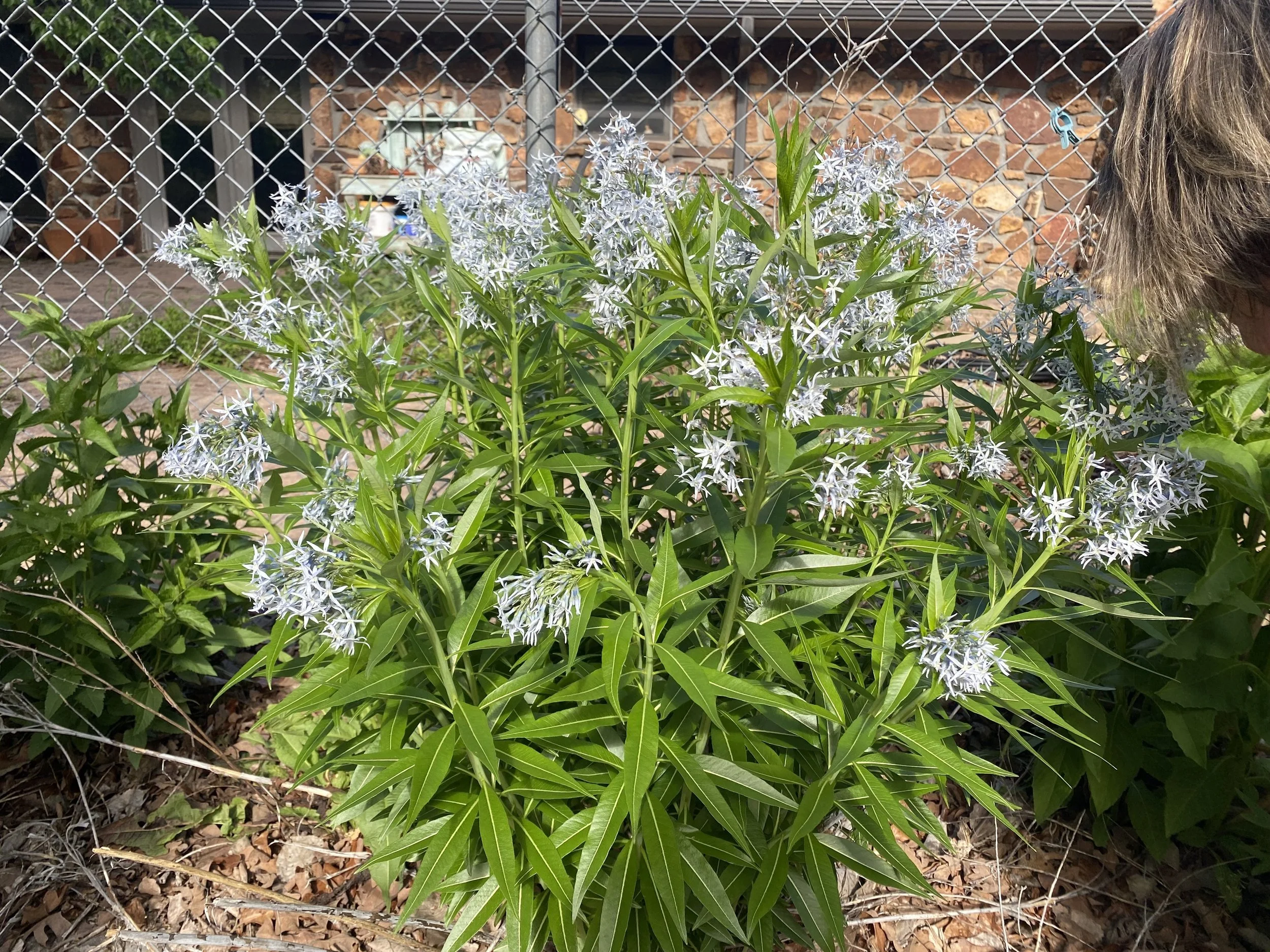 Shining Bluestar (Amsonia illustris)