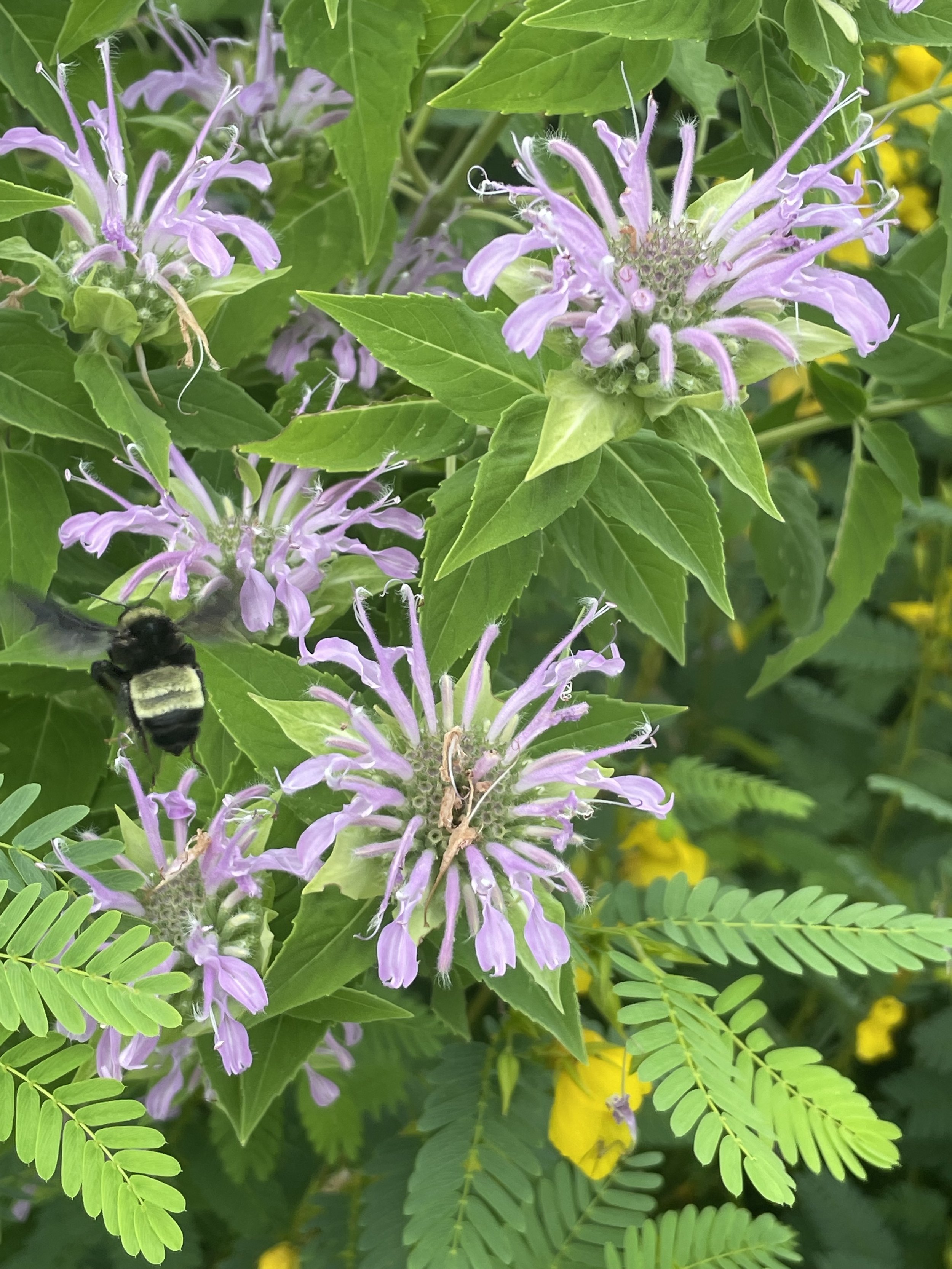 Wild Bee Balm (Monarda fistulosa)