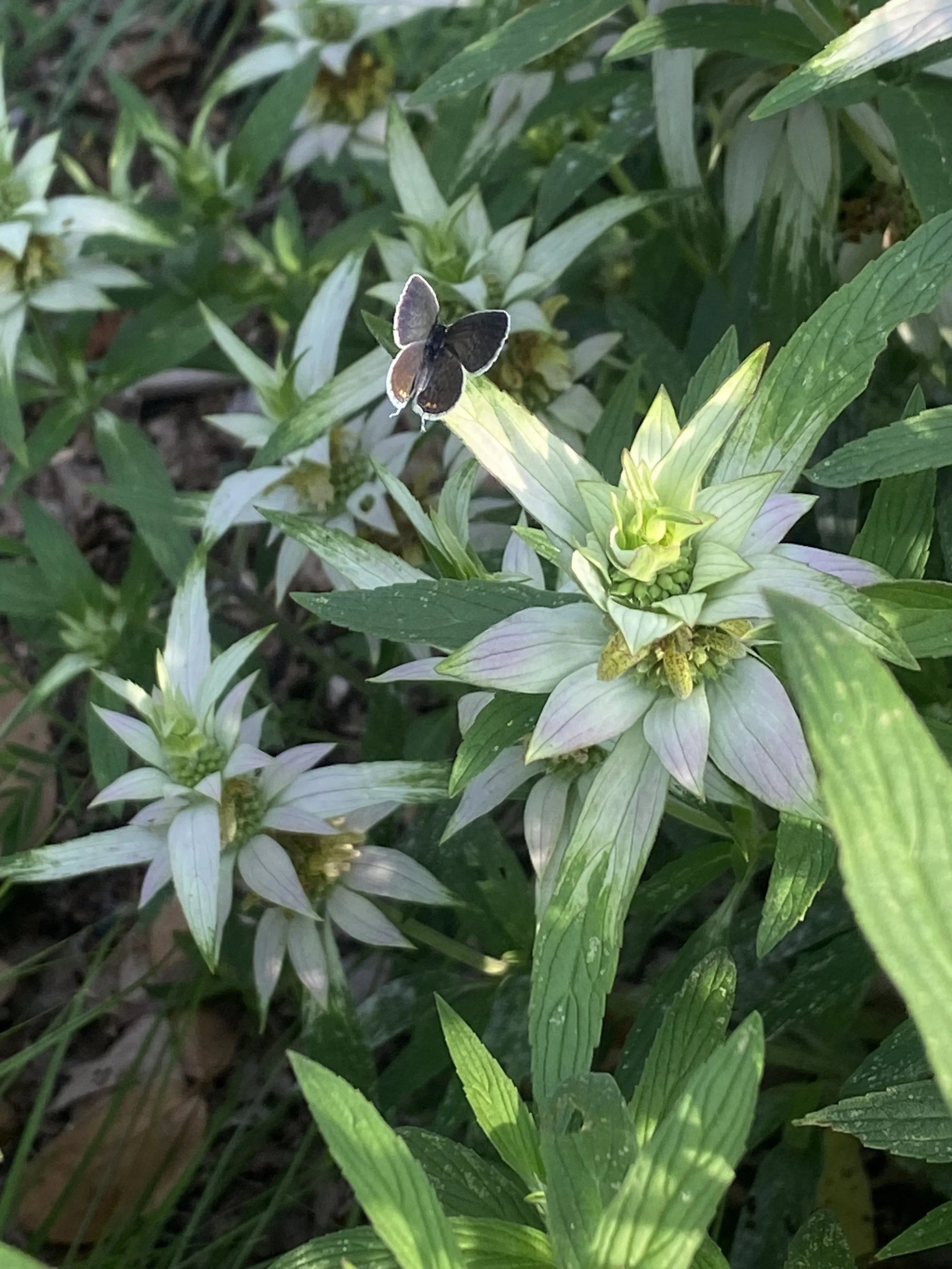 Spotted Bee Balm (Monarda punctata)