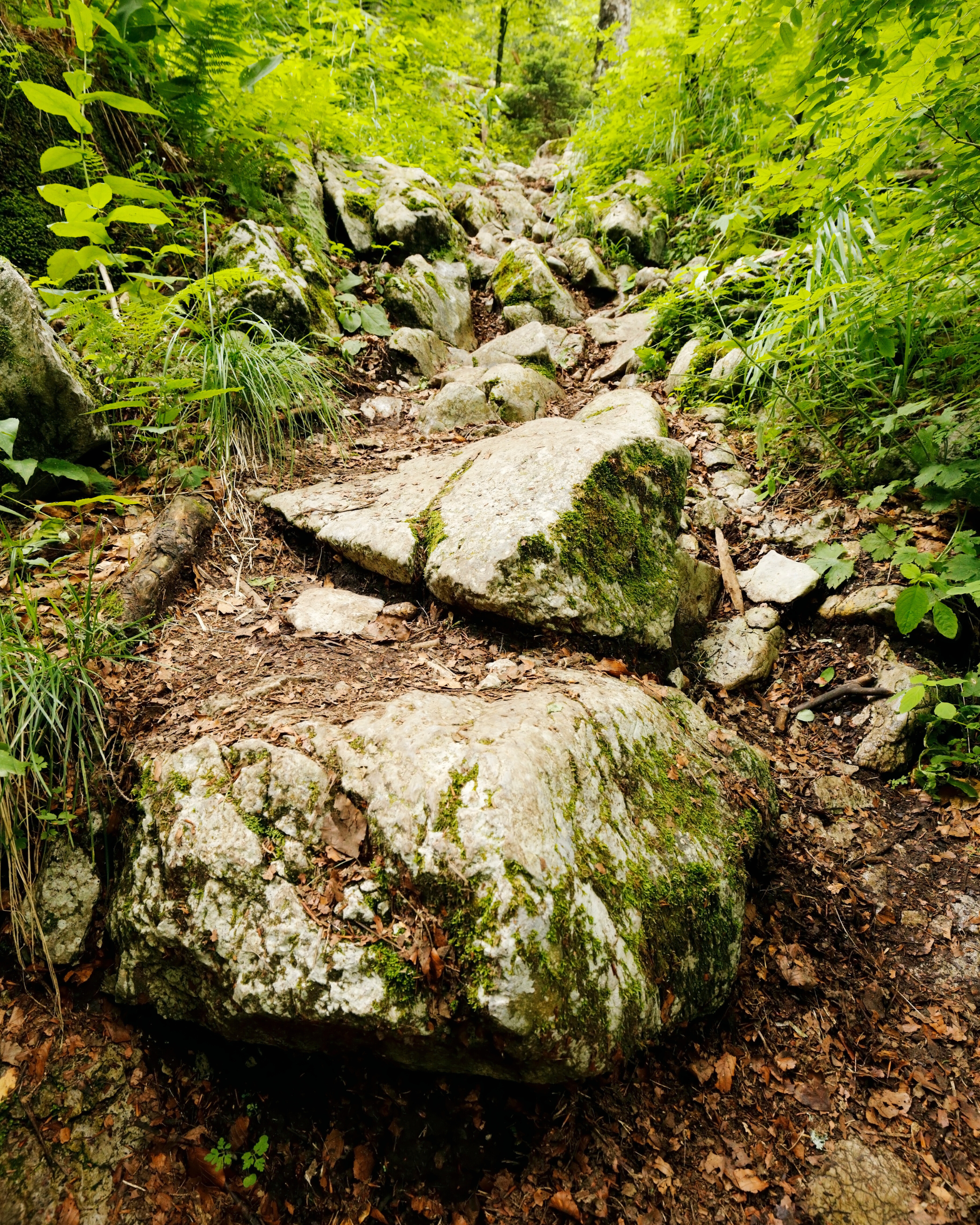 Rising Through the Rocks: Building Sustainable Health Through Life’s Challenges