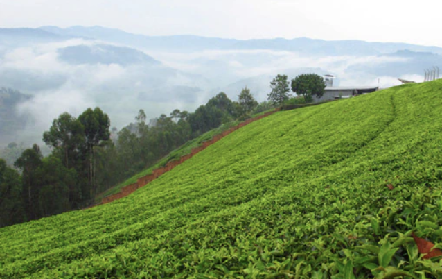 Lush green tea plantation on hillside with trees and fog in the background.