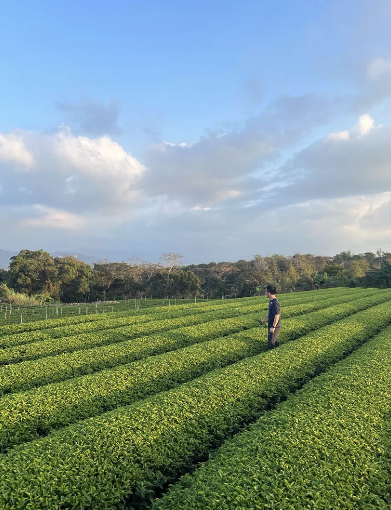 A person standing in a lush green tea field during the daytime with a partly cloudy sky and trees in the background.
