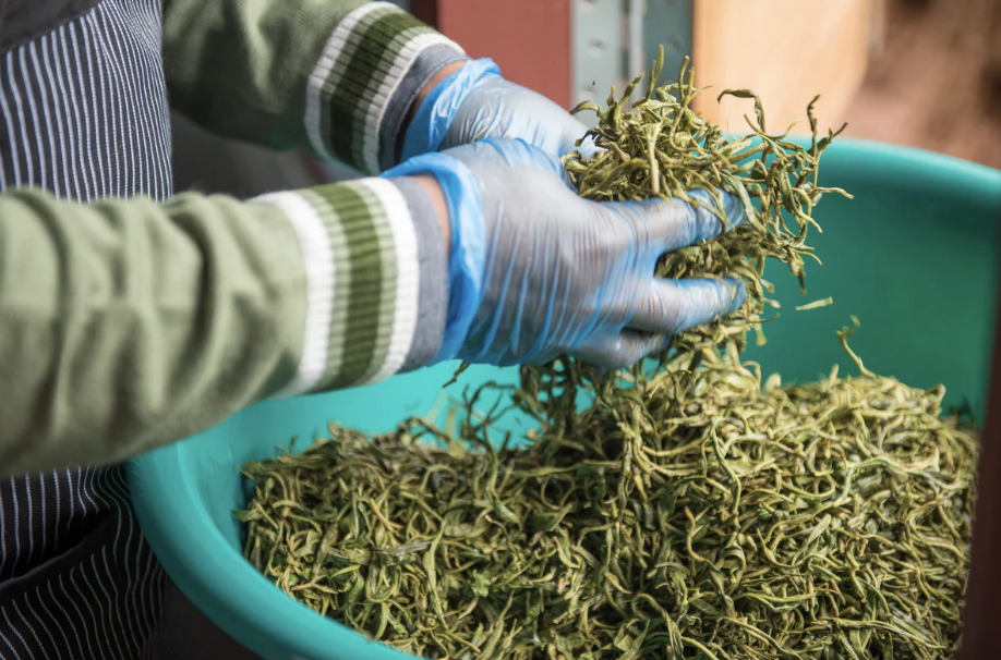Person wearing gloves handling freshly harvested green herbs over a large blue container.