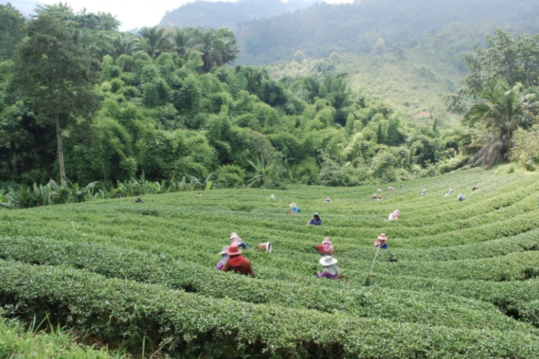 Tea plantation with workers picking tea leaves in a lush green hillside with trees and mountains in the background.