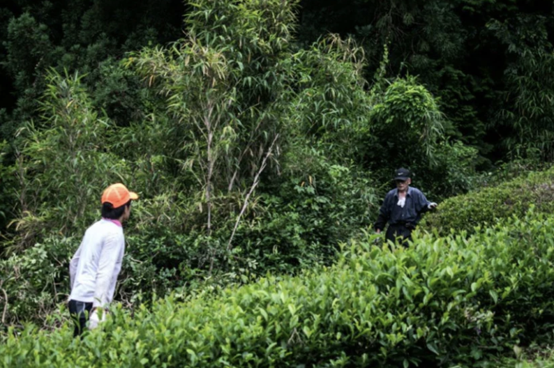 Two people walking through a lush green forested area with dense trees and bushes.