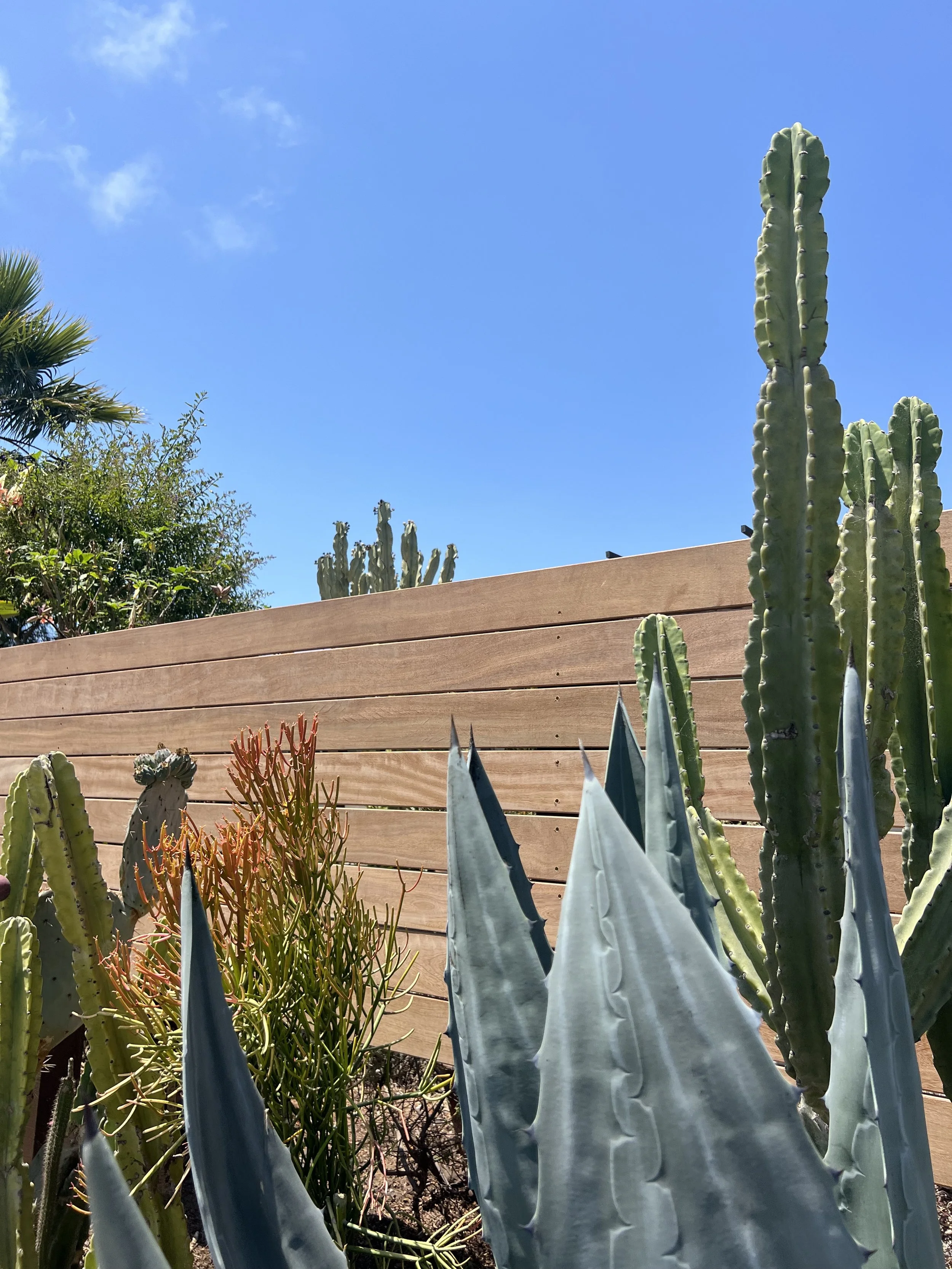 Top of a fence with blue sky and cacti visible behind it