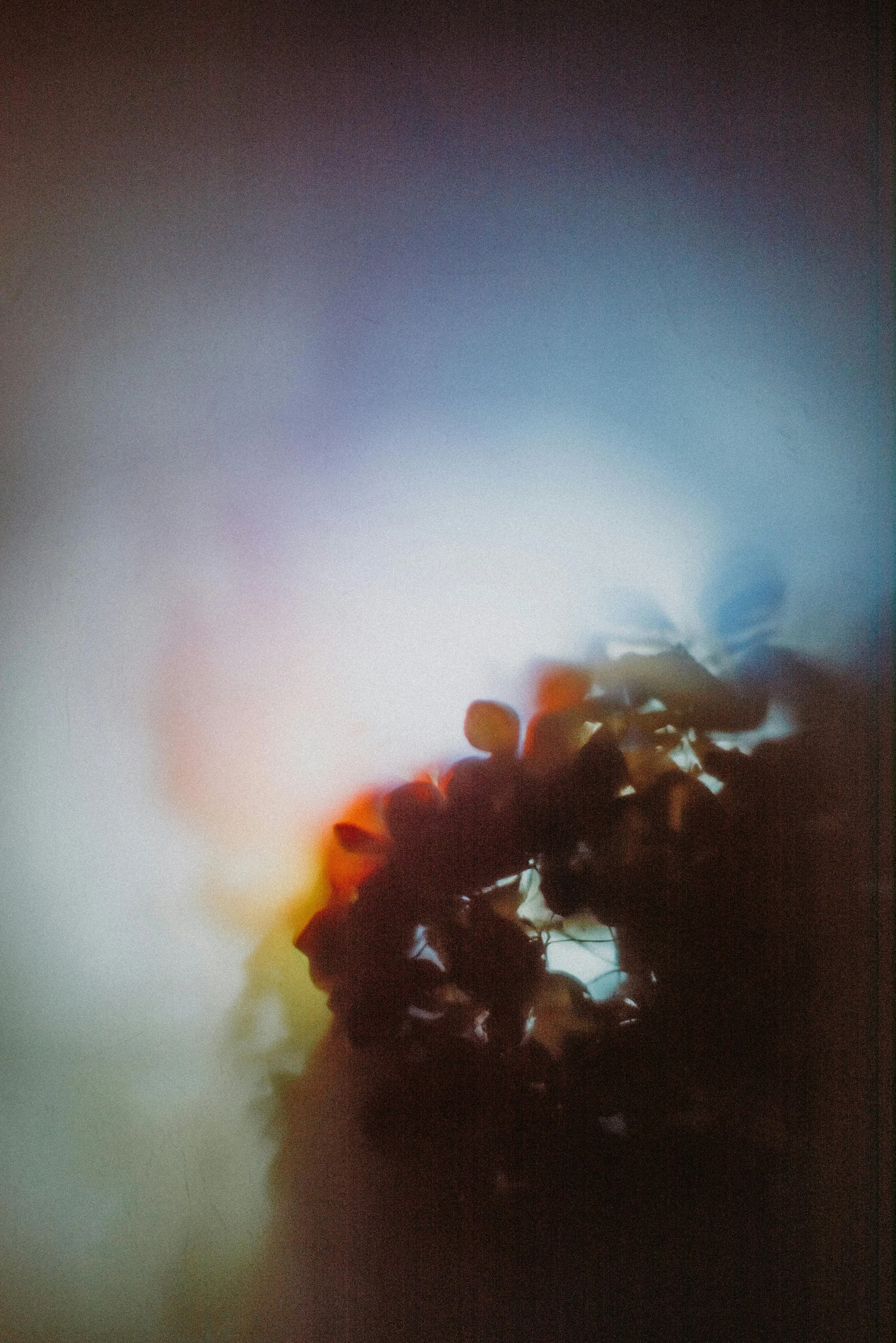 Close-up of a dark-colored cluster of grapes with blurred colorful background.