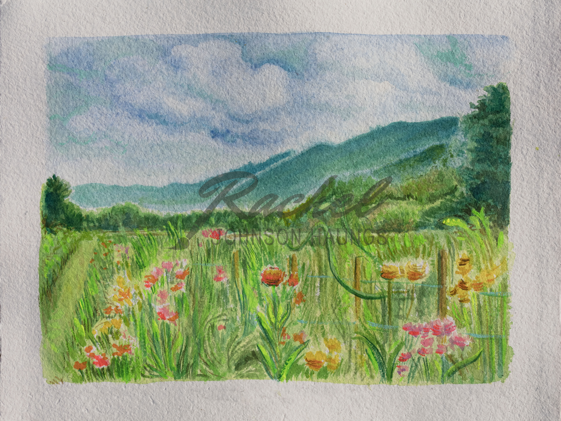 Rachel-J-Haungs_Rainbow-Cosmos-at-the-Ten-Acre-Garden_12x9-landscape-watercolor-gouache-painting.png