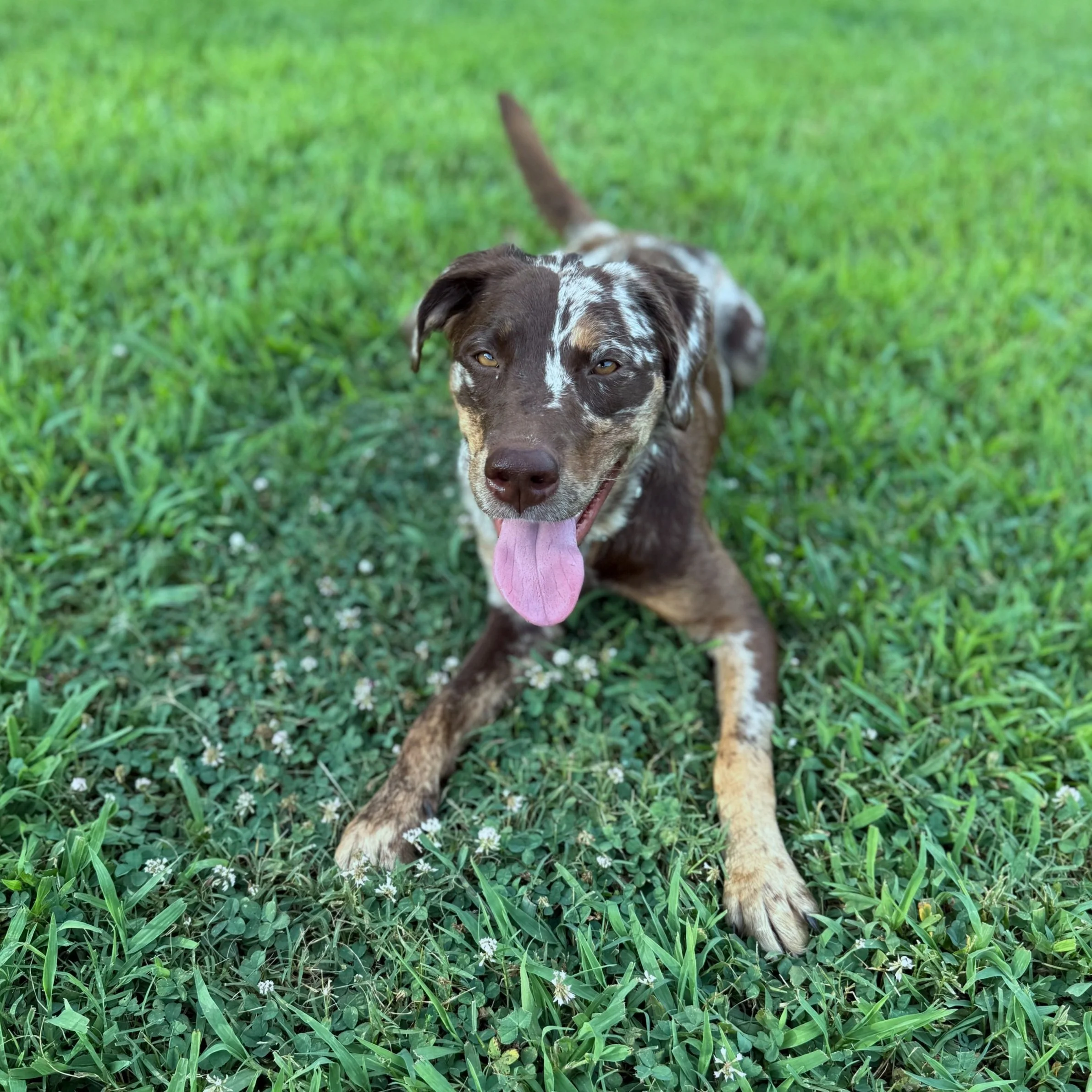 Brown and white dog in a field