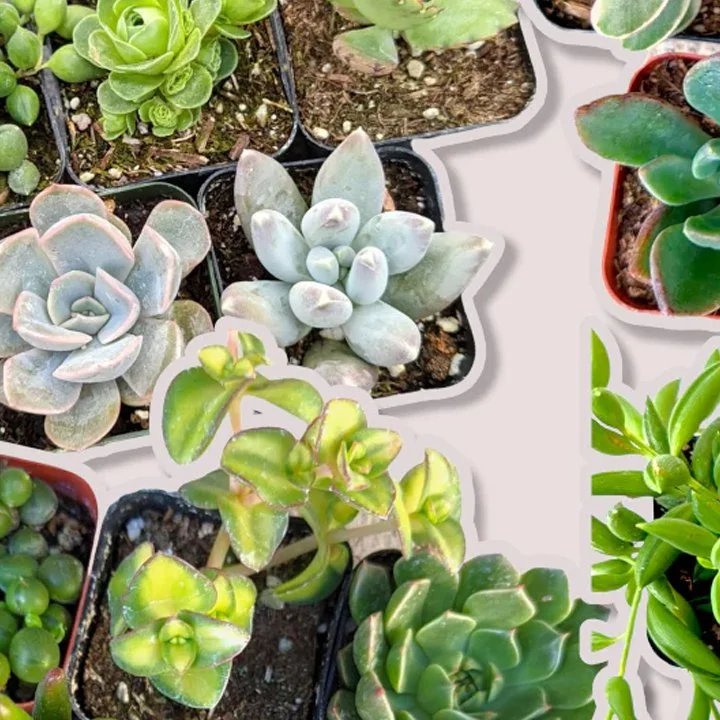 Succulents Depot 