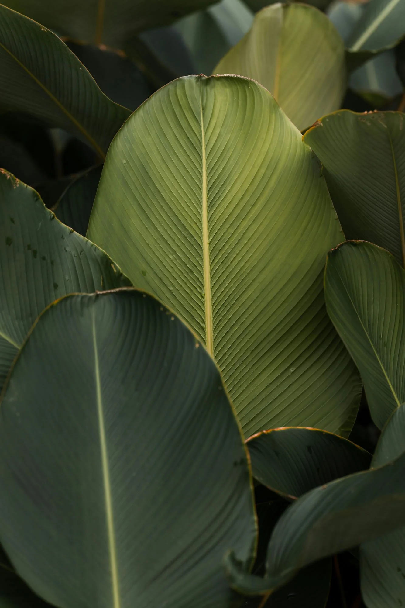 Close-up of large green tropical leaves with prominent veins.