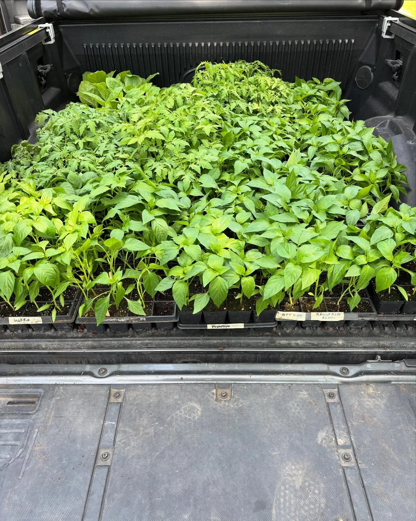 Un énorme merci à nos amis @fermelapelletee qui ont pris soin de nos bébés ce printemps ❤️ 🌱
Saviez-vous que nous produisons, entre autres, les piments et l’ail pour notre sauce piquante ? 🌶️🔥 
Shout-out to our f