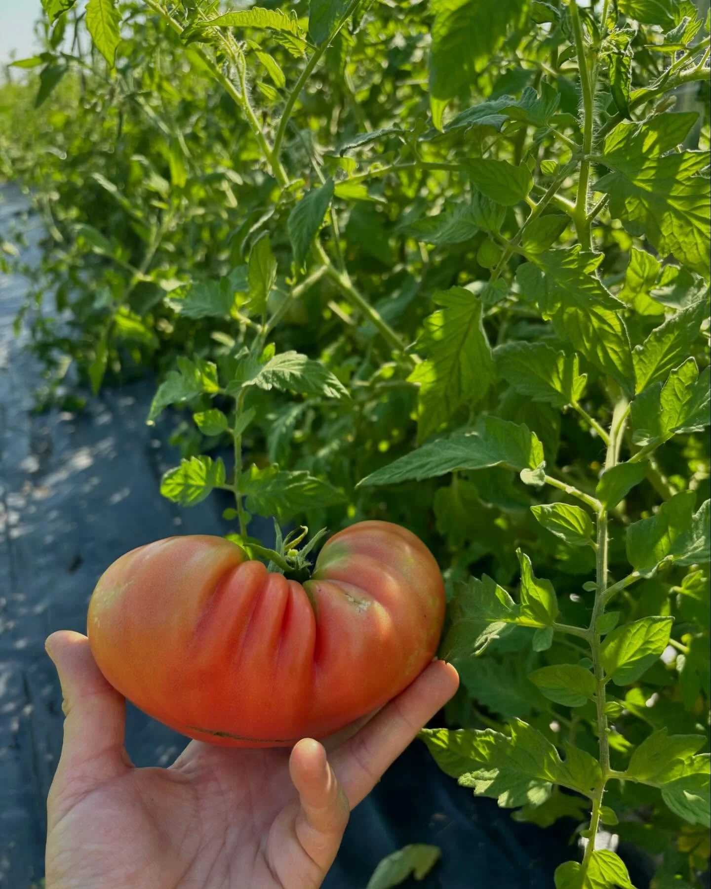Nos jardins débordent de belles choses! 👩‍🌾 N’oubliez pas d’ajouter un accompagnement à votre prochaine commande 👌
Gardens are in full bloom, don’t skip the side on your next order! ☀️