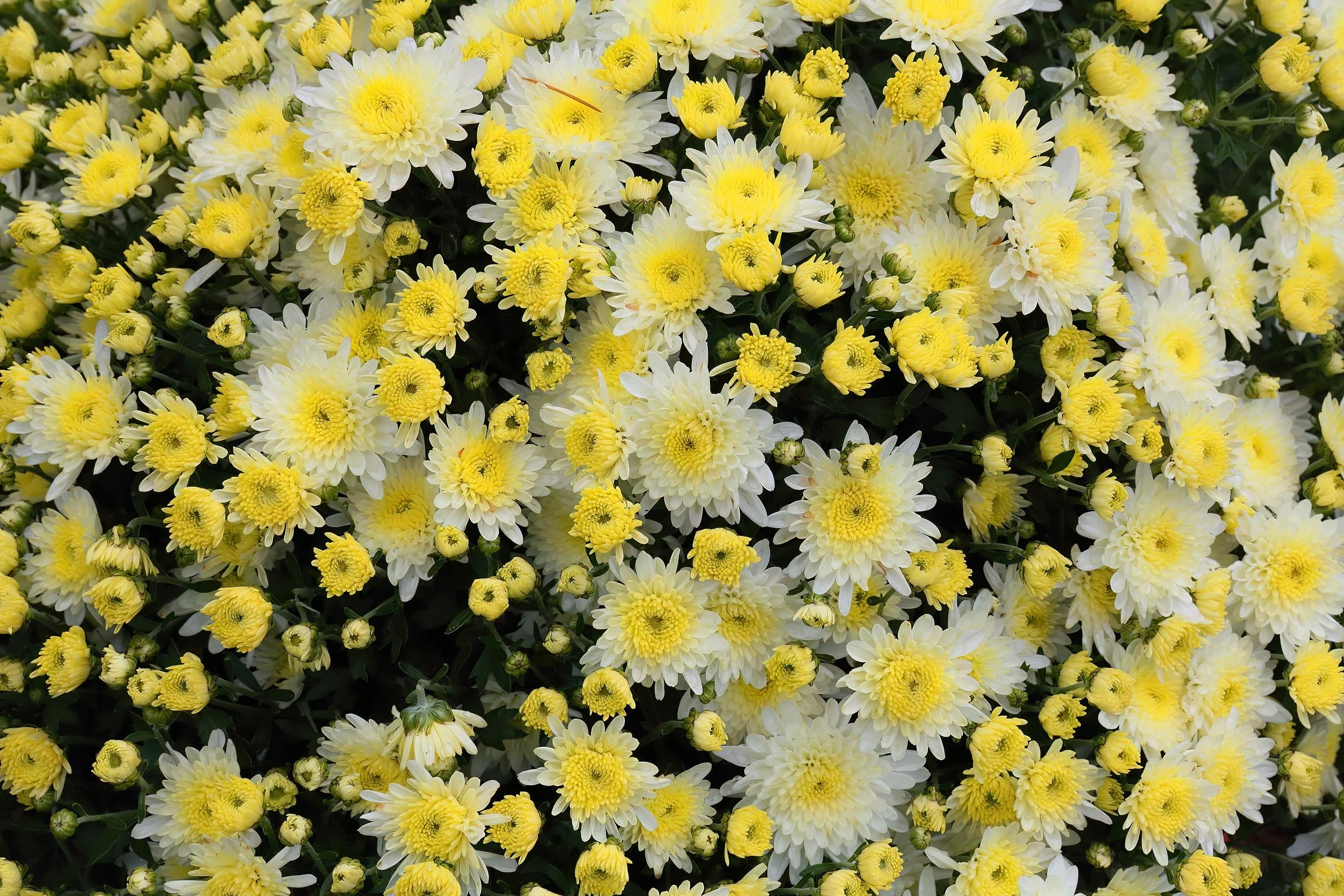 Chrysanthemums_67A6979_5DMK3_ButchartGardens_Canada.jpg