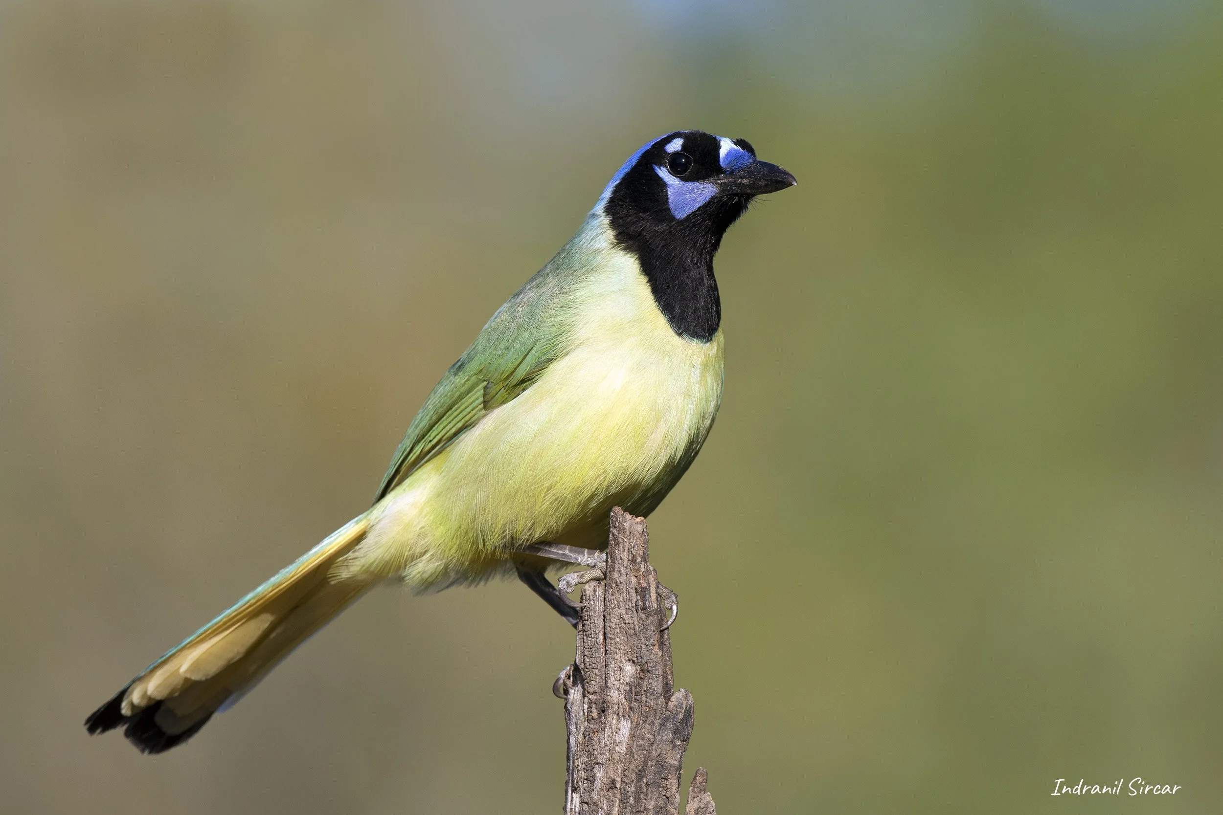 Green_Jay_45A1166_19-04-14_RioGrande_TX.jpg