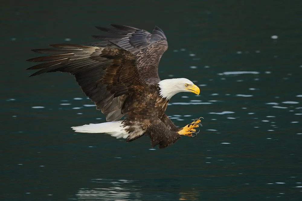 Bald_Eagle_pounce_pose_7D_65664_Homer_AK.jpg