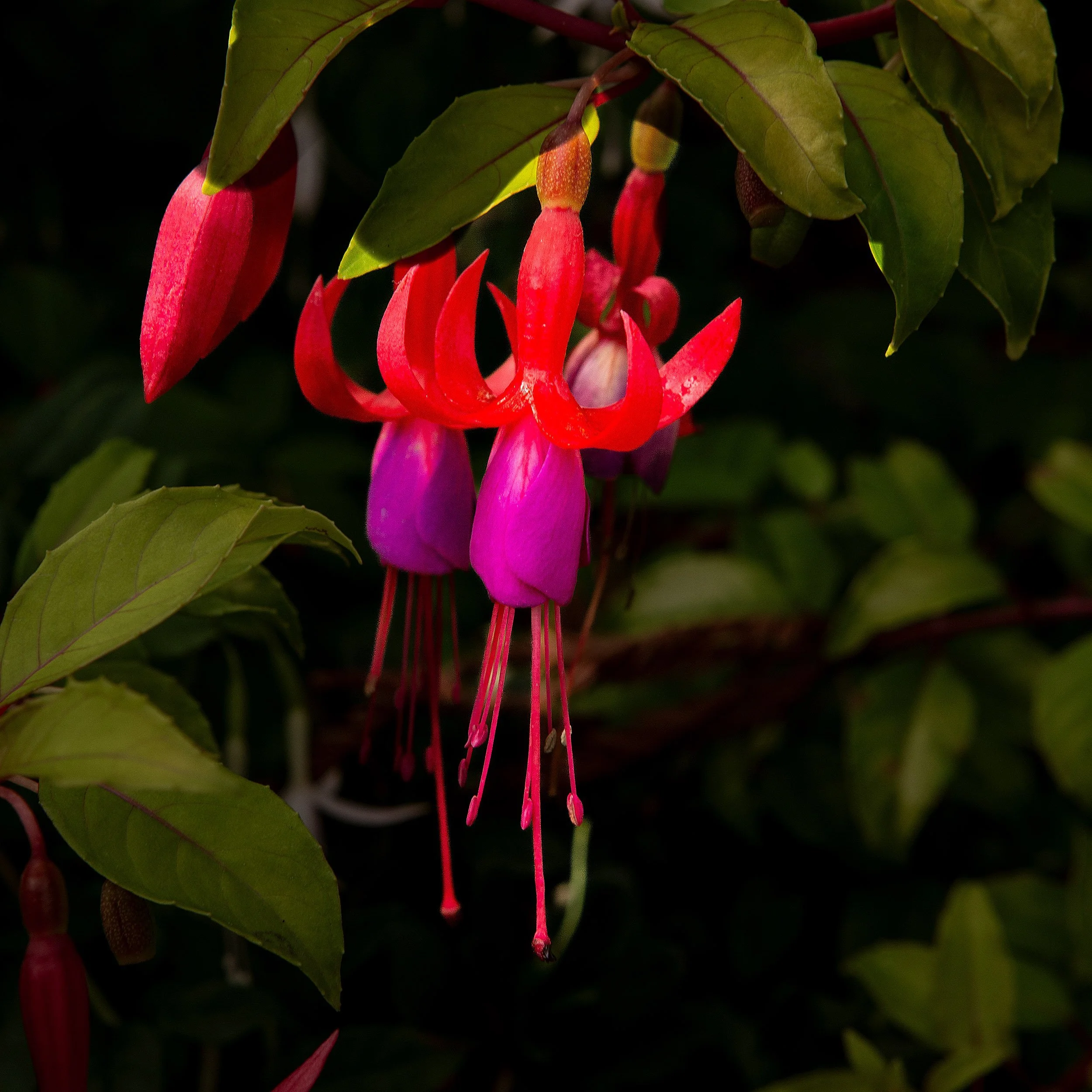 Fuchsias_5D Mark III_3687_ButchartGarden_BC.jpg