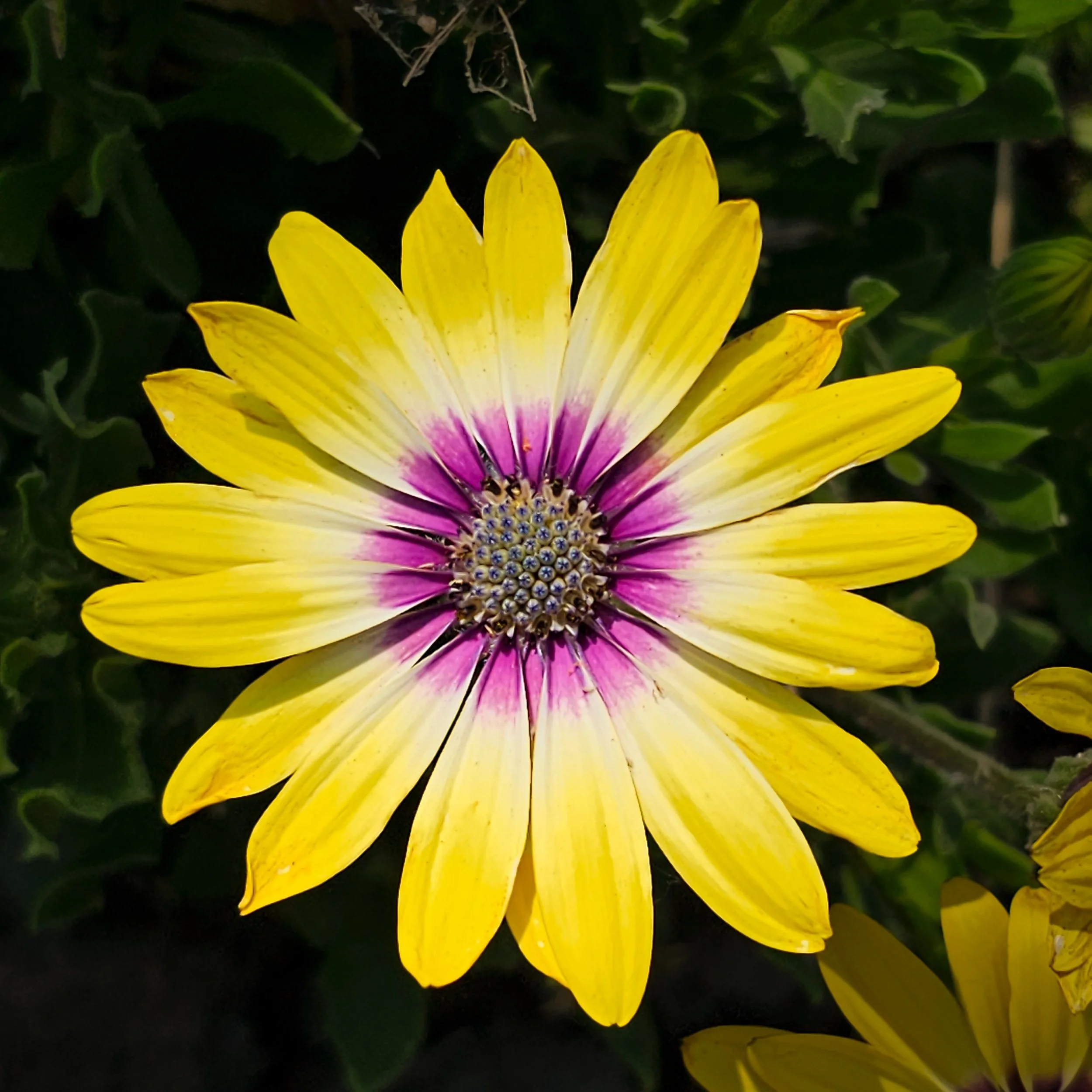 Cape_Marguerite_Galexy_S23Ultra_Lodi_CA.jpg