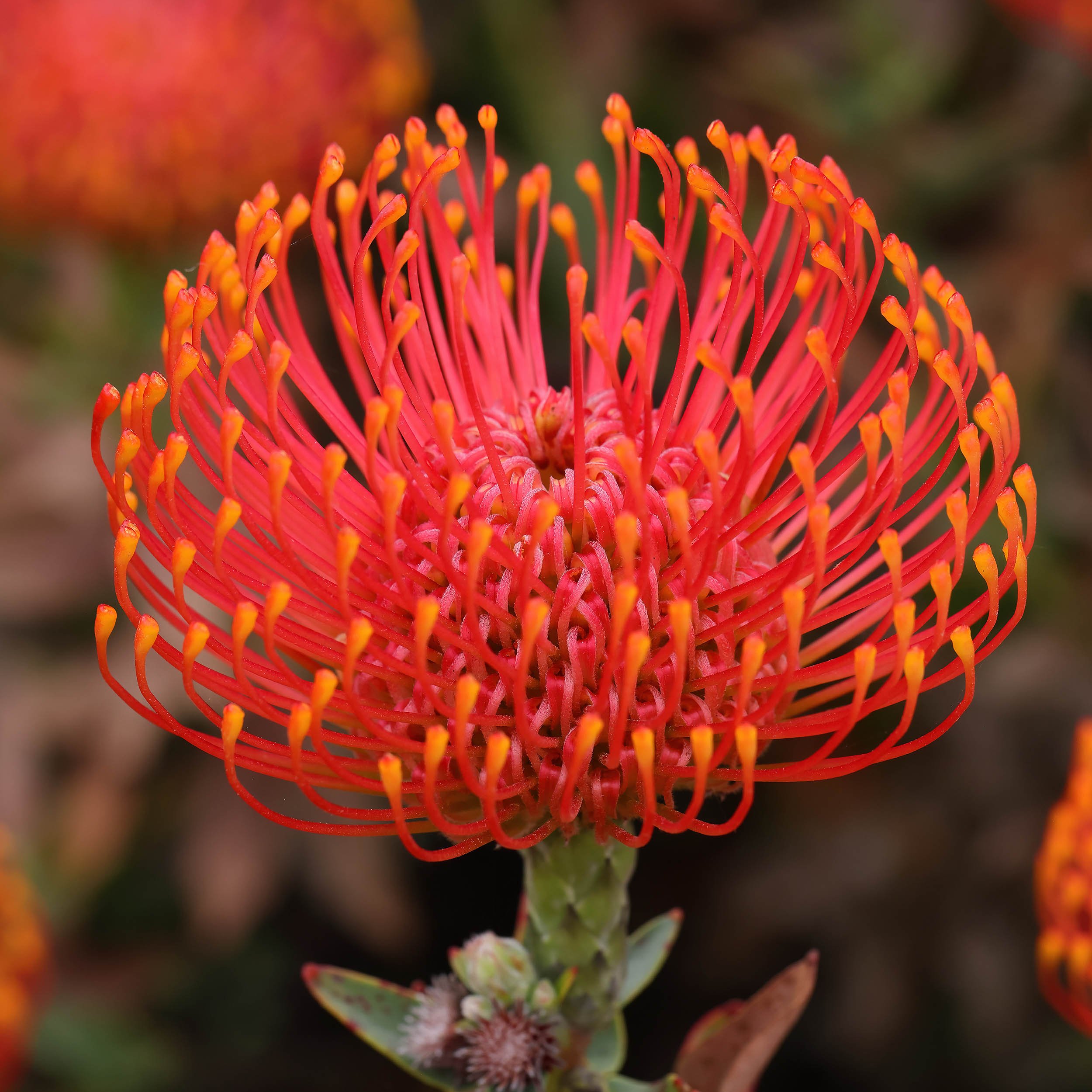 Pincushion_Protea_9U6A8632_R5_SantaCruz_Arboretum_CA.jpg