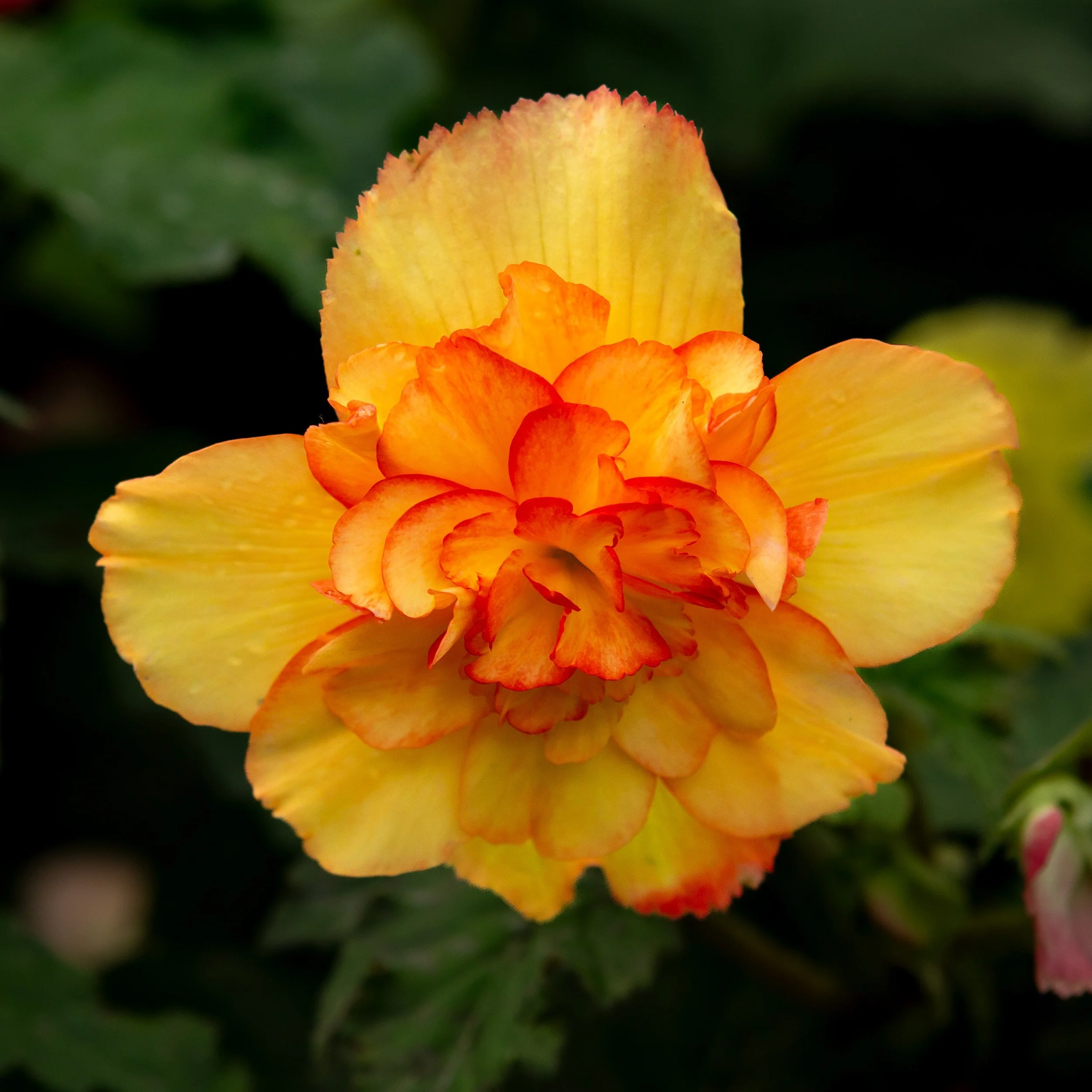 Tuberous_Begonias_5D Mark III_3687_ButchartGarden_BC.jpg