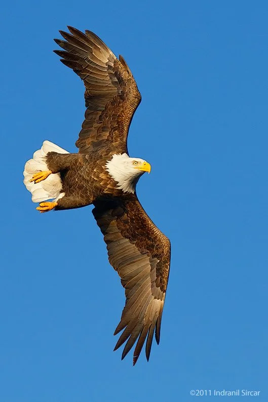 Bald_Eagle_Turning_midair_IMG_7D_64345_Homer_AK.jpg