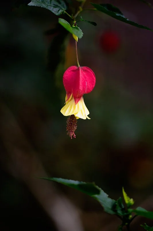 Abutilon_Hybrid_5D-Mark-III_5136_Hawaii.jpg