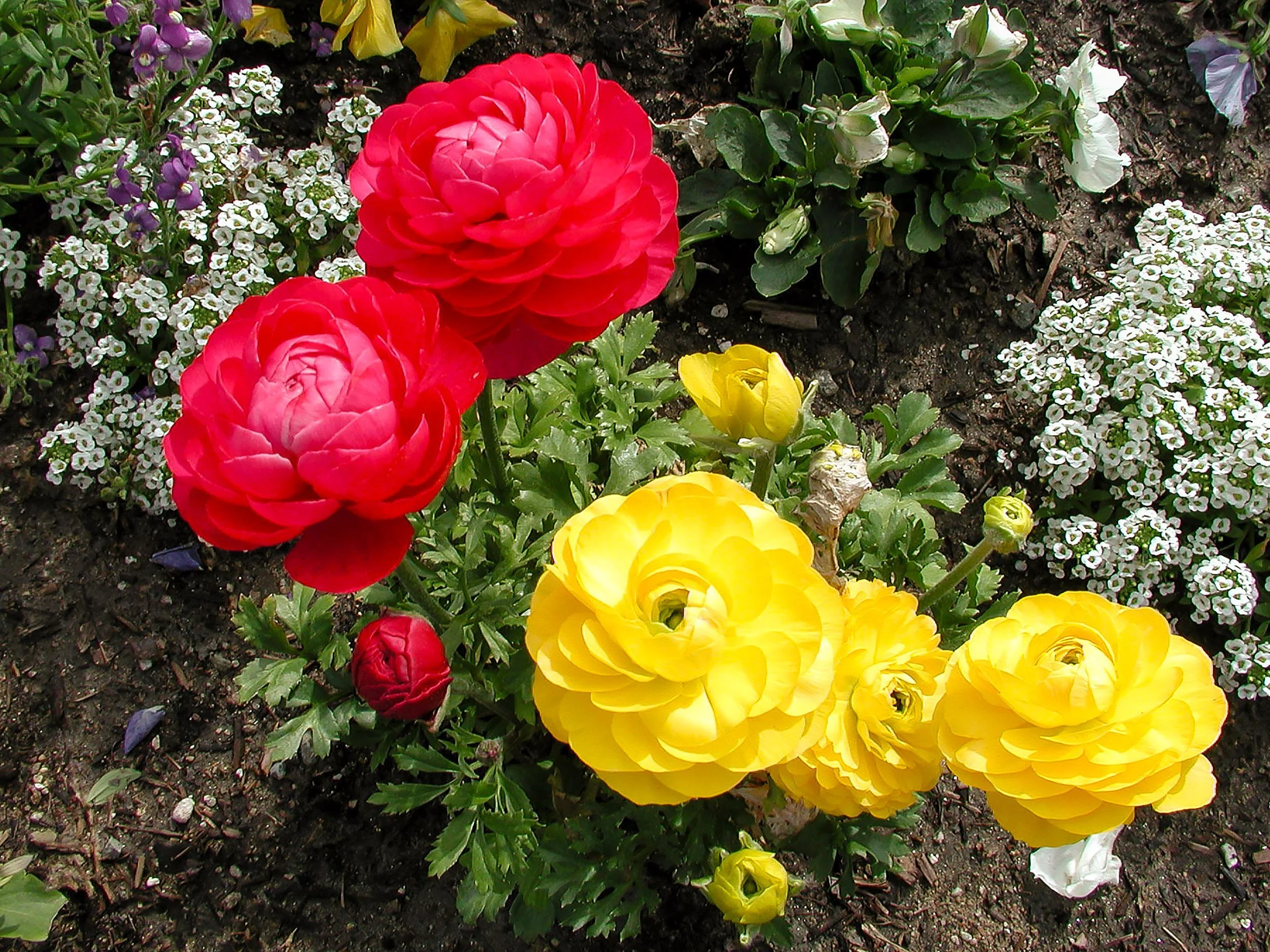 Roses, San Diego Zoo, CA