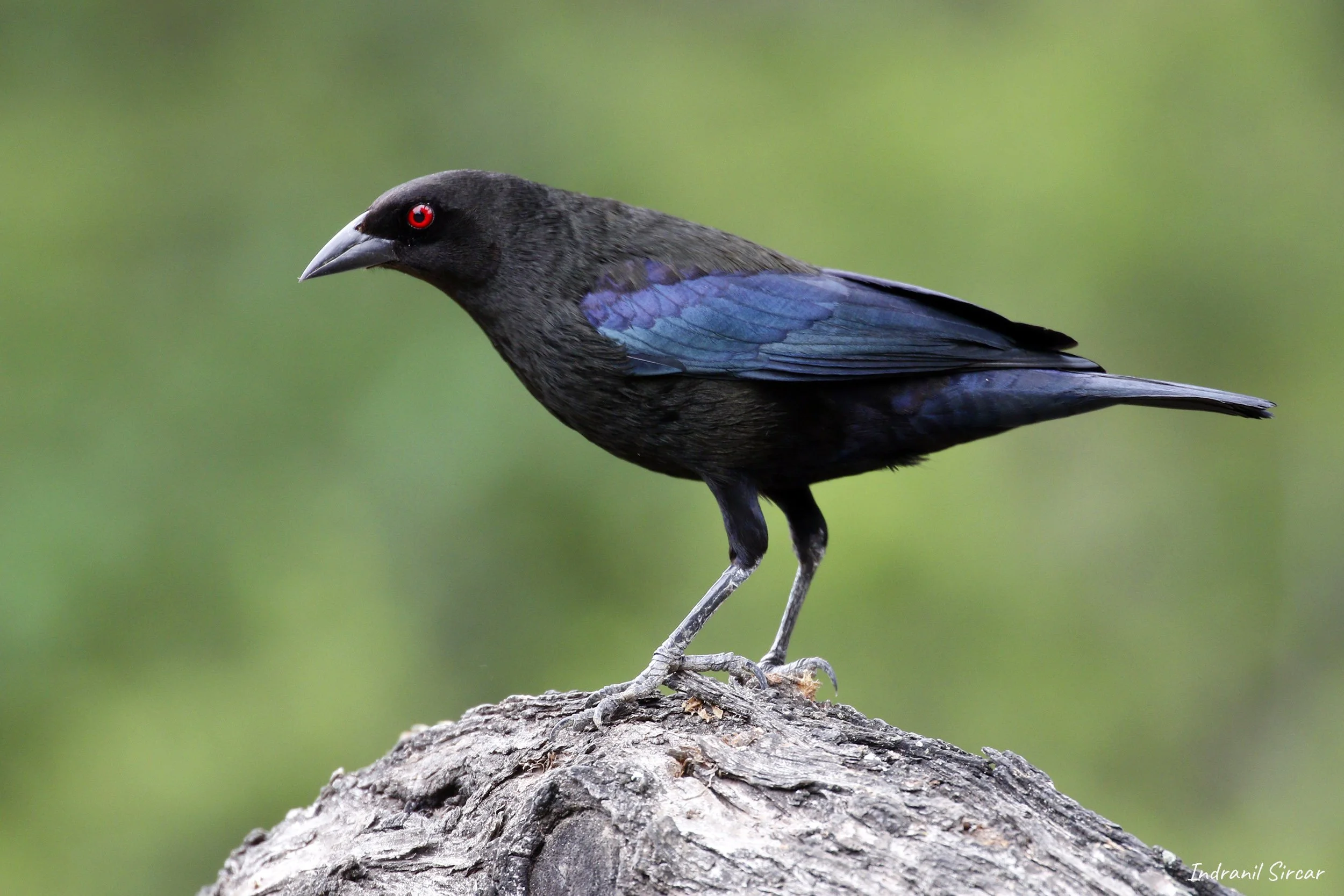Bronzed_Cowbird_L3A7815_19-04-12_RioGrande_TX.jpg