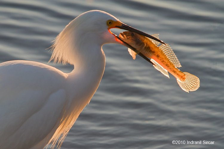 Snowy_with_sculpin_7D_14550_SanAntonio_Baylands_CA.jpg