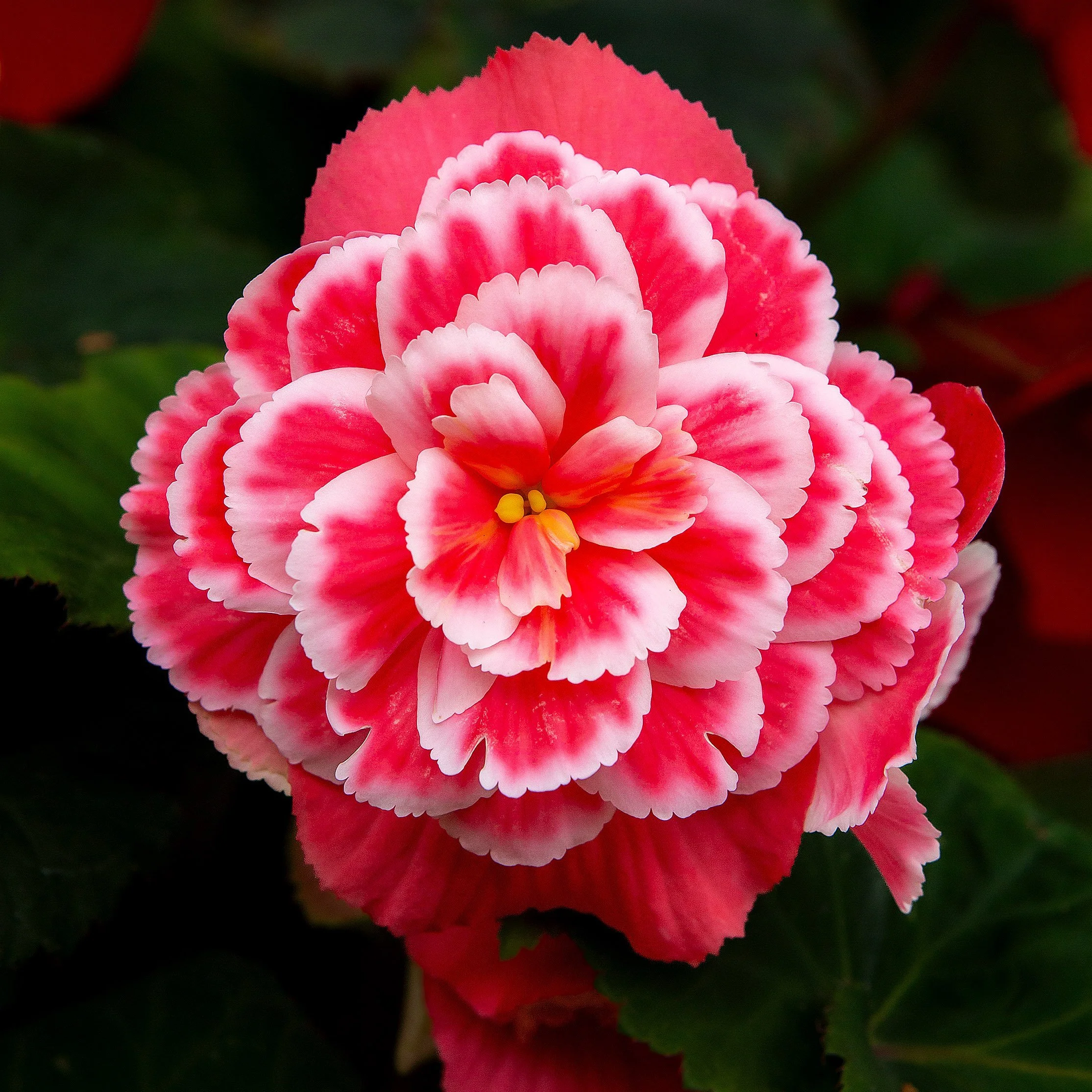 Begonia_5D Mark III_3687_ButchartGarden_BC.jpg