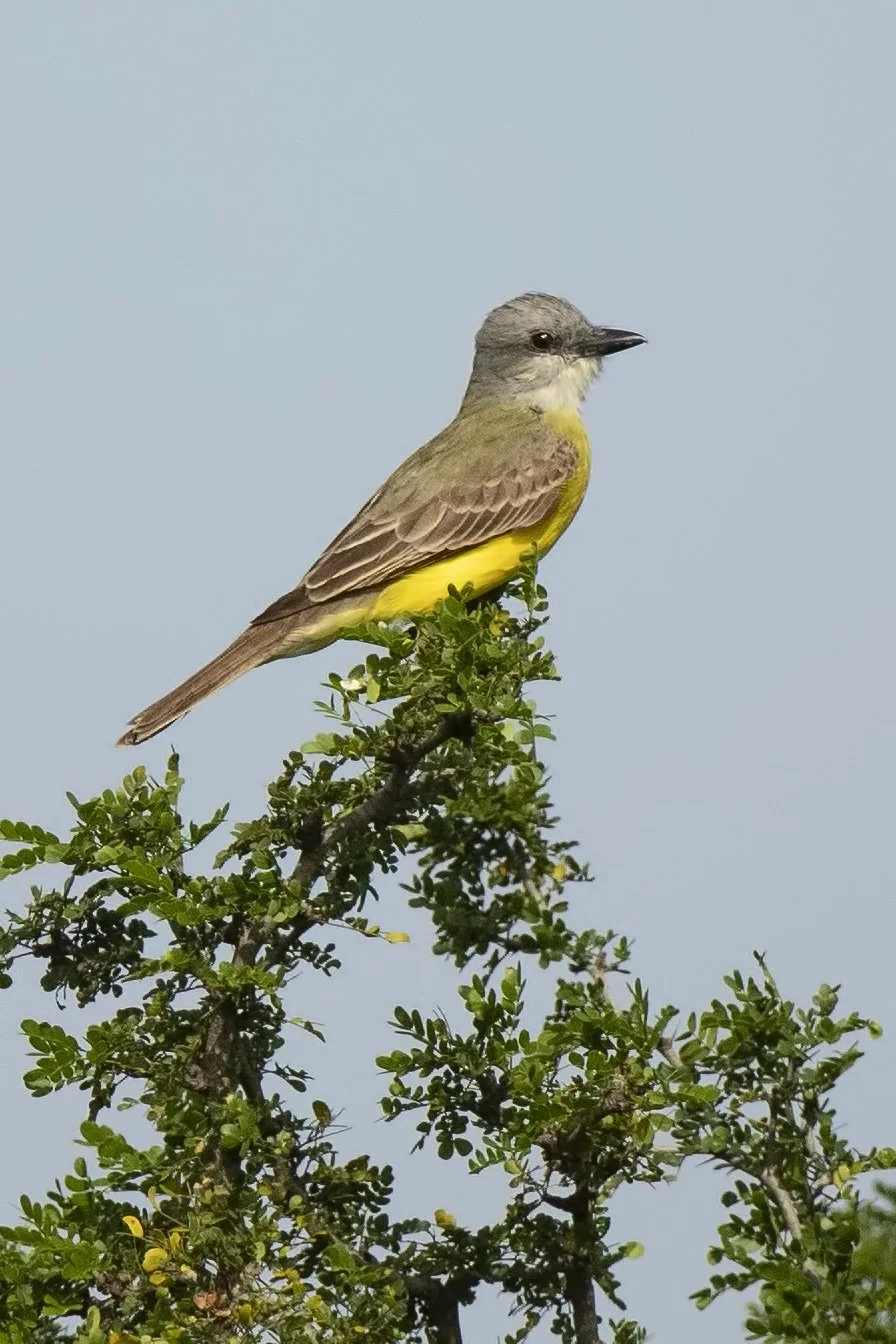 Couchs_Kingbird_45A9764_19-04-11_RioGrande_TX.jpg