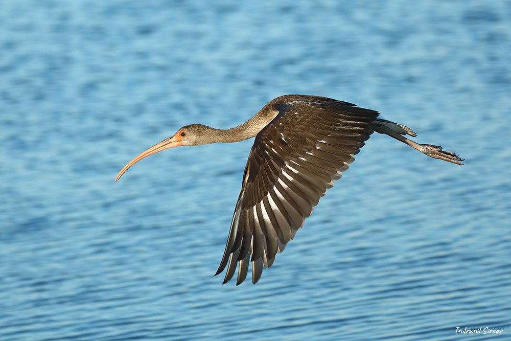Ibis_in_flight_45A0488_FtDeSotto_FL.jpg