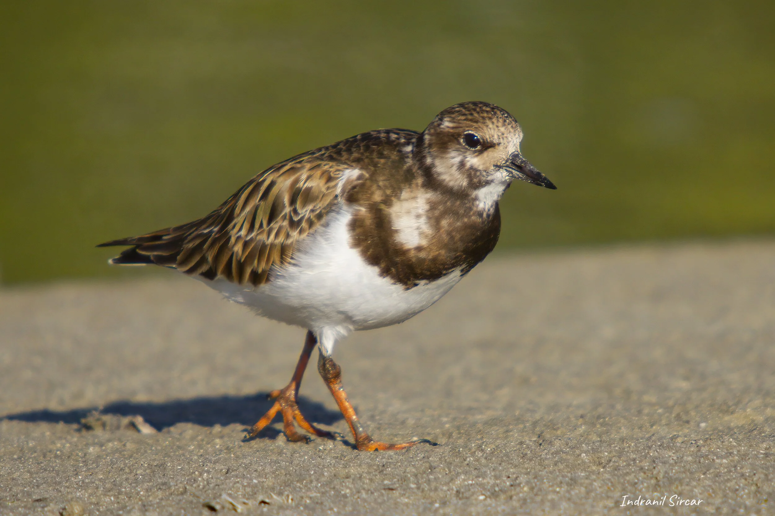 Ruddy_Turnstone_IMG_7D_34116_LittleEstero_FL.jpg