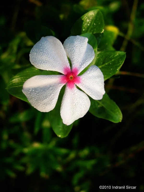 Flora_Integral_Progress_in_Matter_G11_00225_Auroville_India.jpg