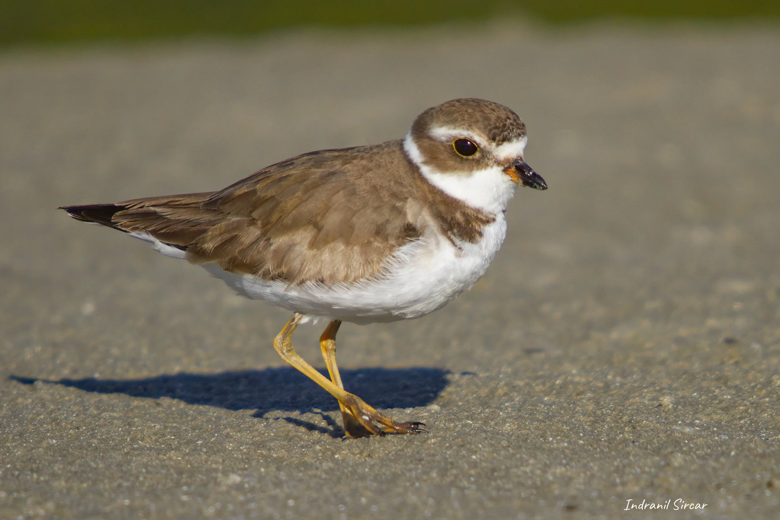 Piping_Plover_IMG_7D_34173_LittleEstero_FL.jpg