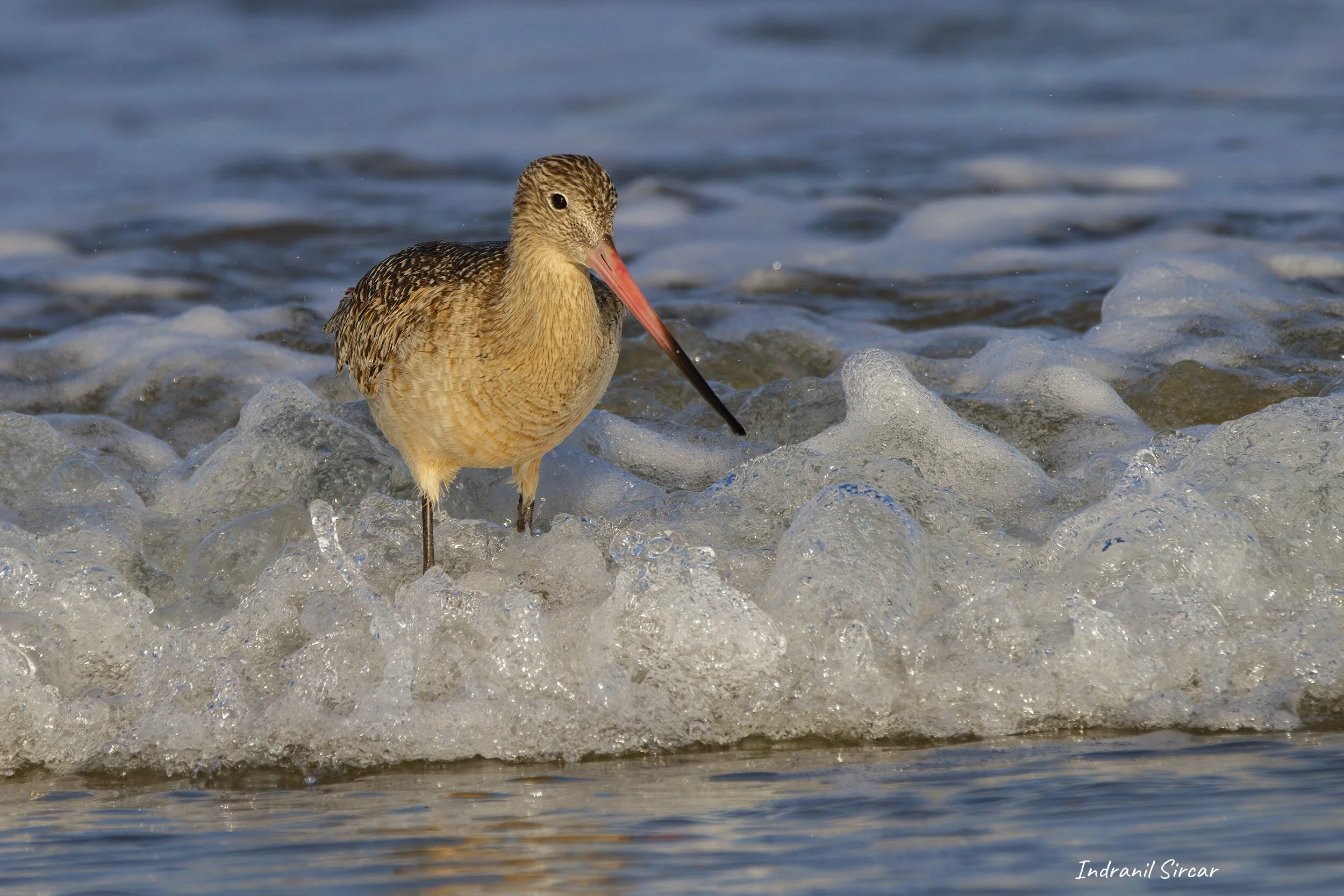 Marbled_Godwit_in_water_IMG_7D_63053_MorroBay_CA.jpg