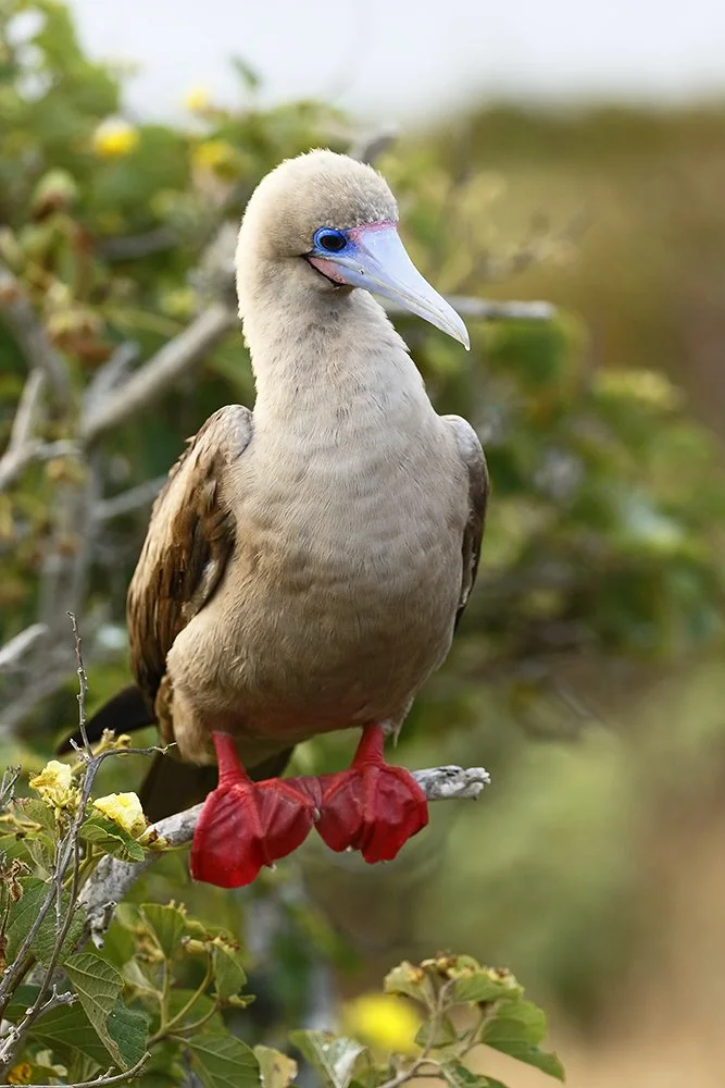 Red_footed_booby_perched_L3A3226_Genovesa_PrincePhillipsSteps_Galapagos_Equador.jpg