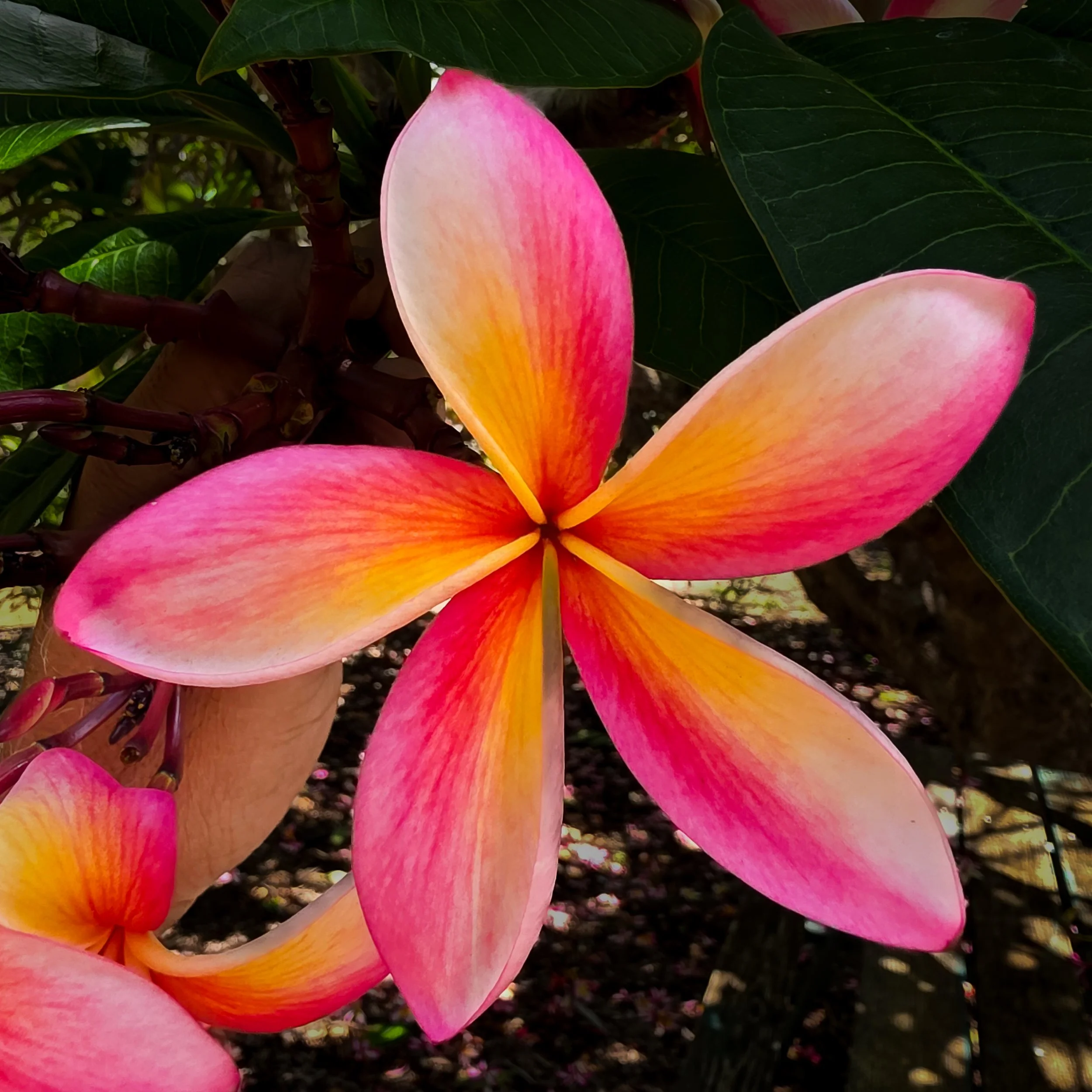 Plumerias, Koko Crater Botanical Garden, Oahu, Hawaii