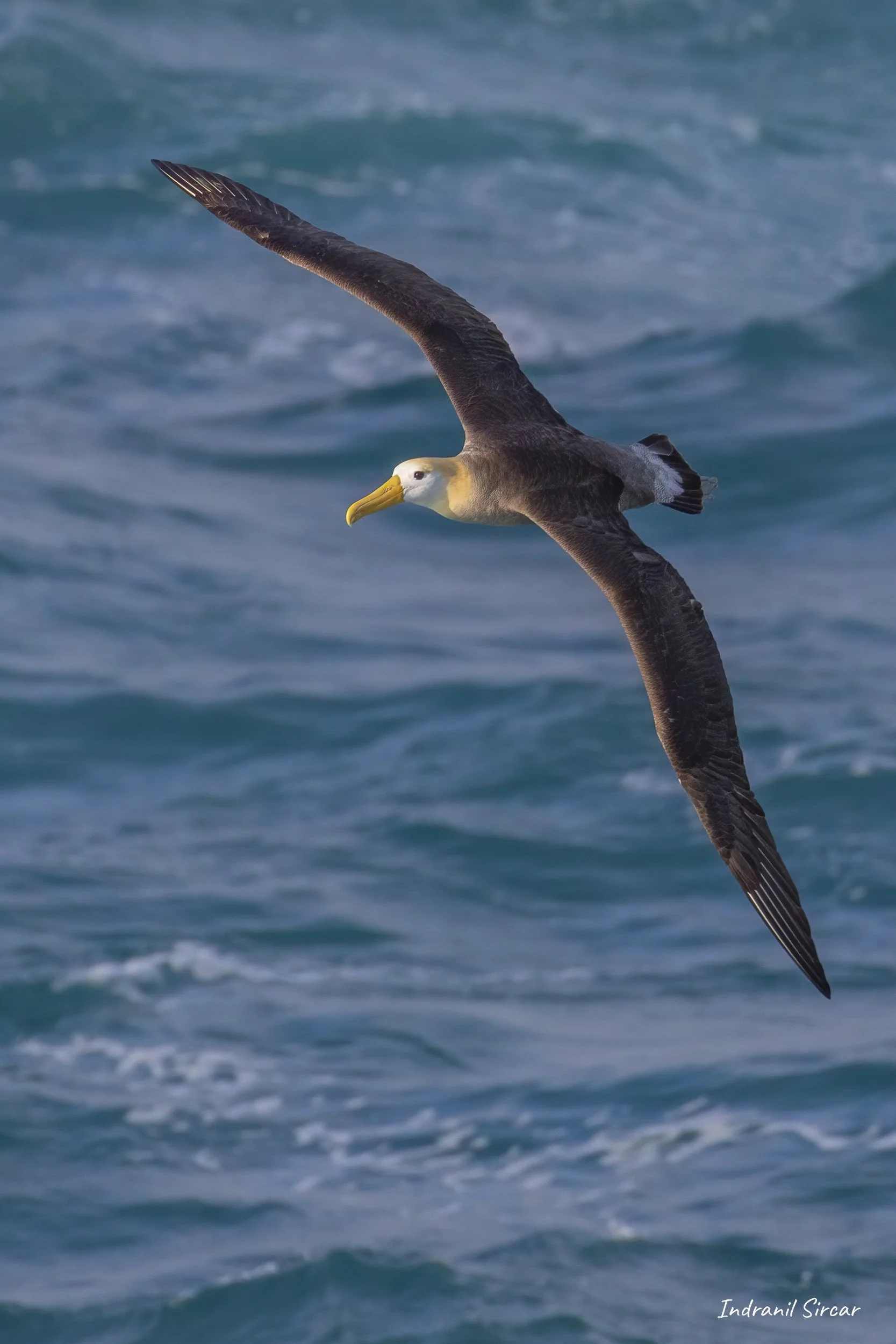 Waved_Albatross_banking_L3A5122_Espaniola_PuntaSuarez_Galapagos_Equador.jpg