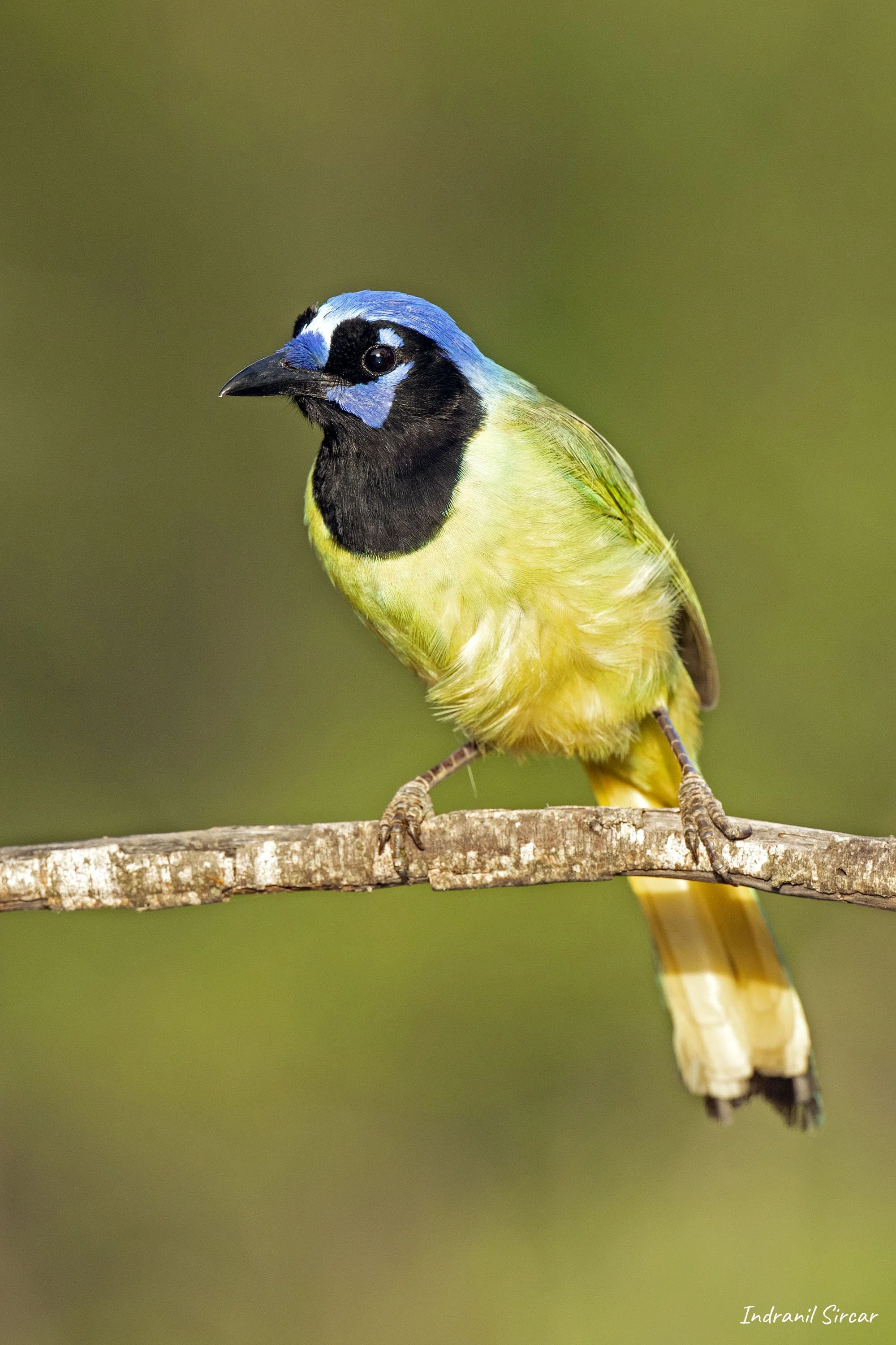 Green_Jay_perched_45A9491_19-04-11_RioGrande_TX.jpg