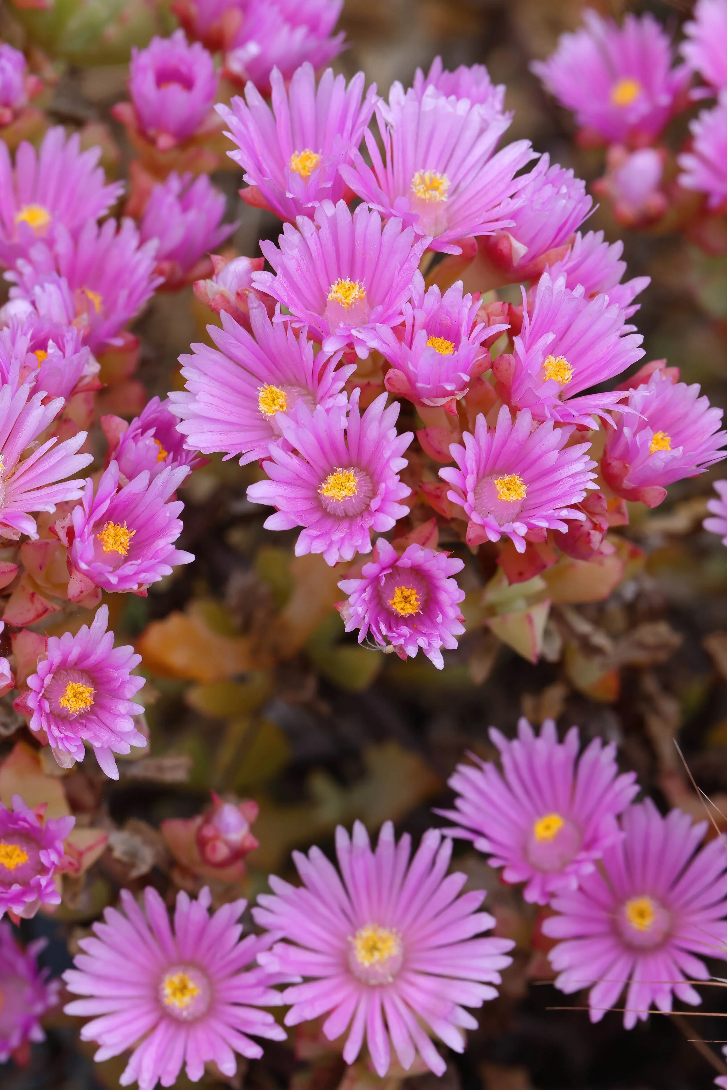 IcePlant_9U6A8669_R5_SantaCruz_Arboretum_CA.jpg