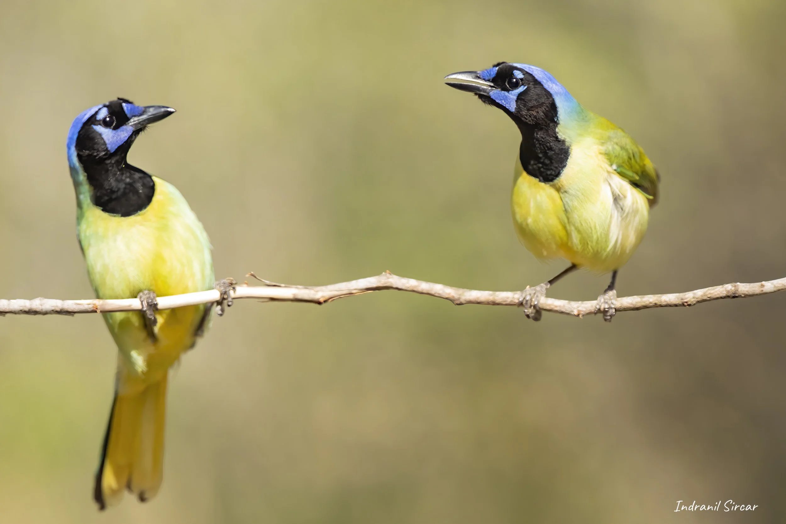 Green_Jay pair_45A9953_19-04-11_RioGrande_TX.jpg