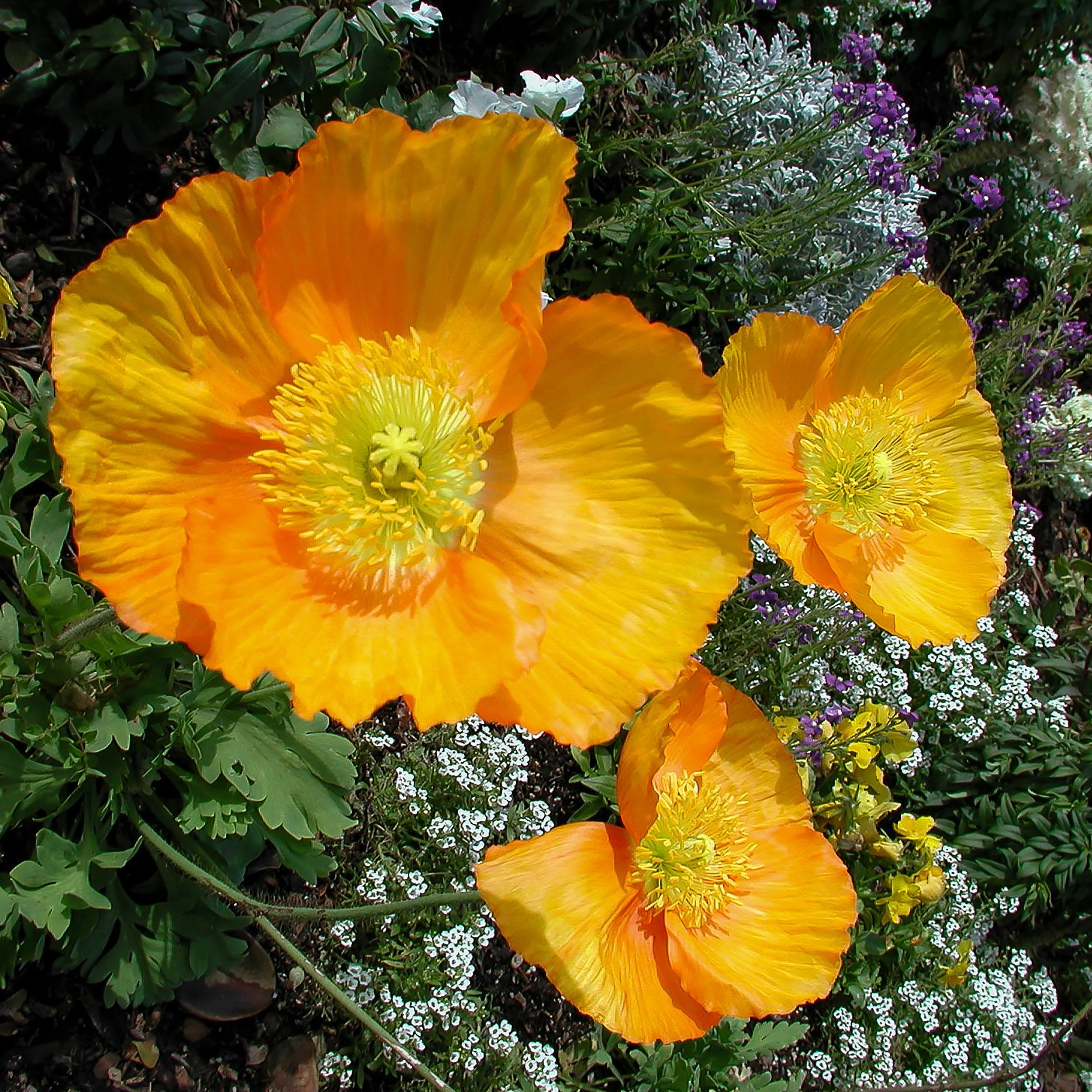 Icelandic_Poppies_Olympus_SanSiegoZoo_CA.jpg