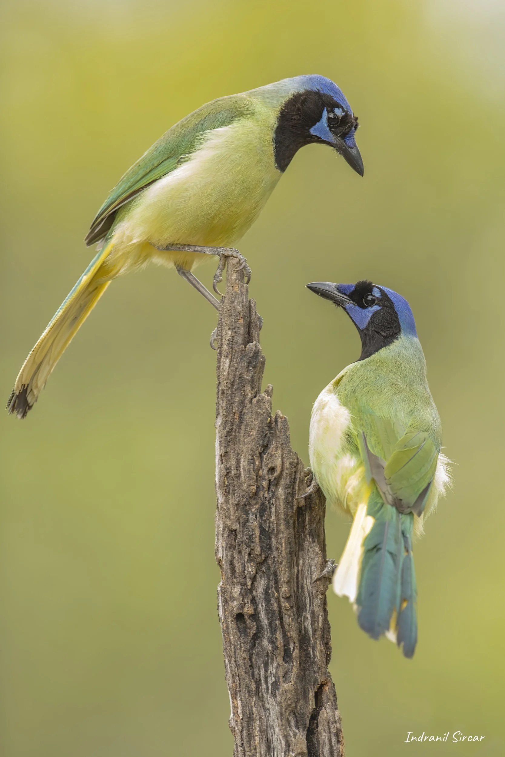Two_green_jays_45A0167_19-04-12_RioGrande_TX.jpg