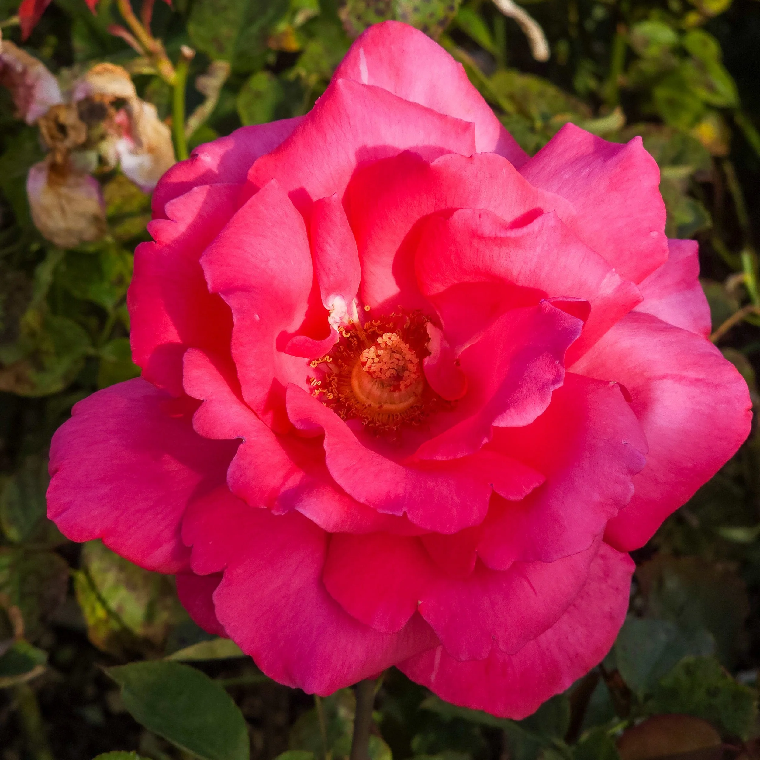 Hybrid_Tea_Rose7_Galexy_S23Ultra_SanJose_RoseGarden_CA.jpg