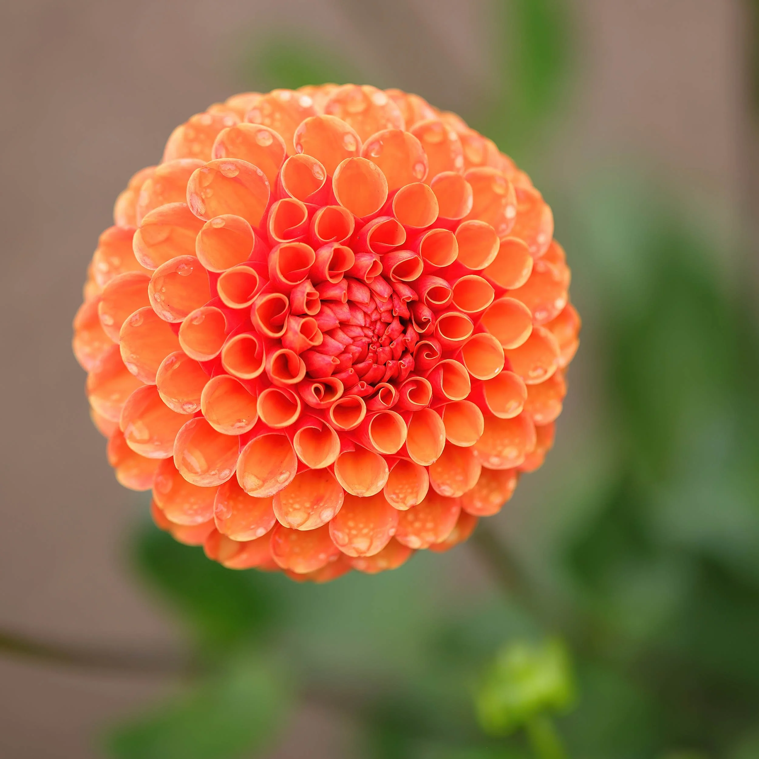 Dahlia_9U6A2786_R5_GoldenGatePark_CA.jpg