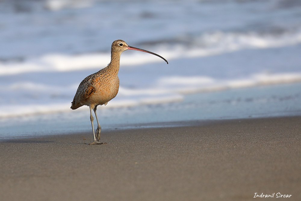 Long_billed_Curlew_45A8374_MossLanding_CA.jpg