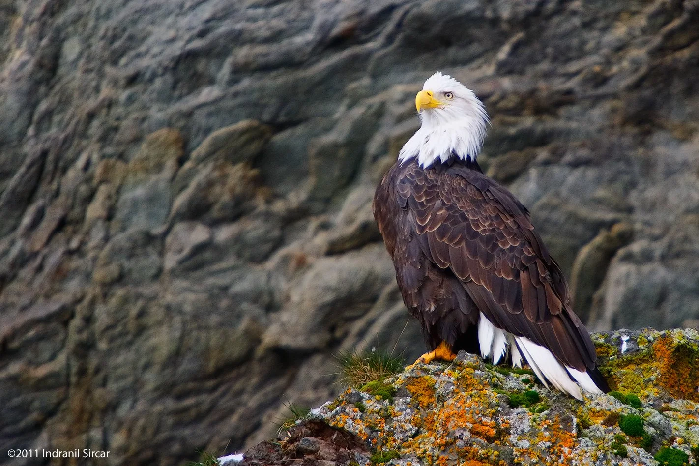 Bald_Eagle_Perched_on_lichen_IMG_7D_62249_Homer_AK.jpg