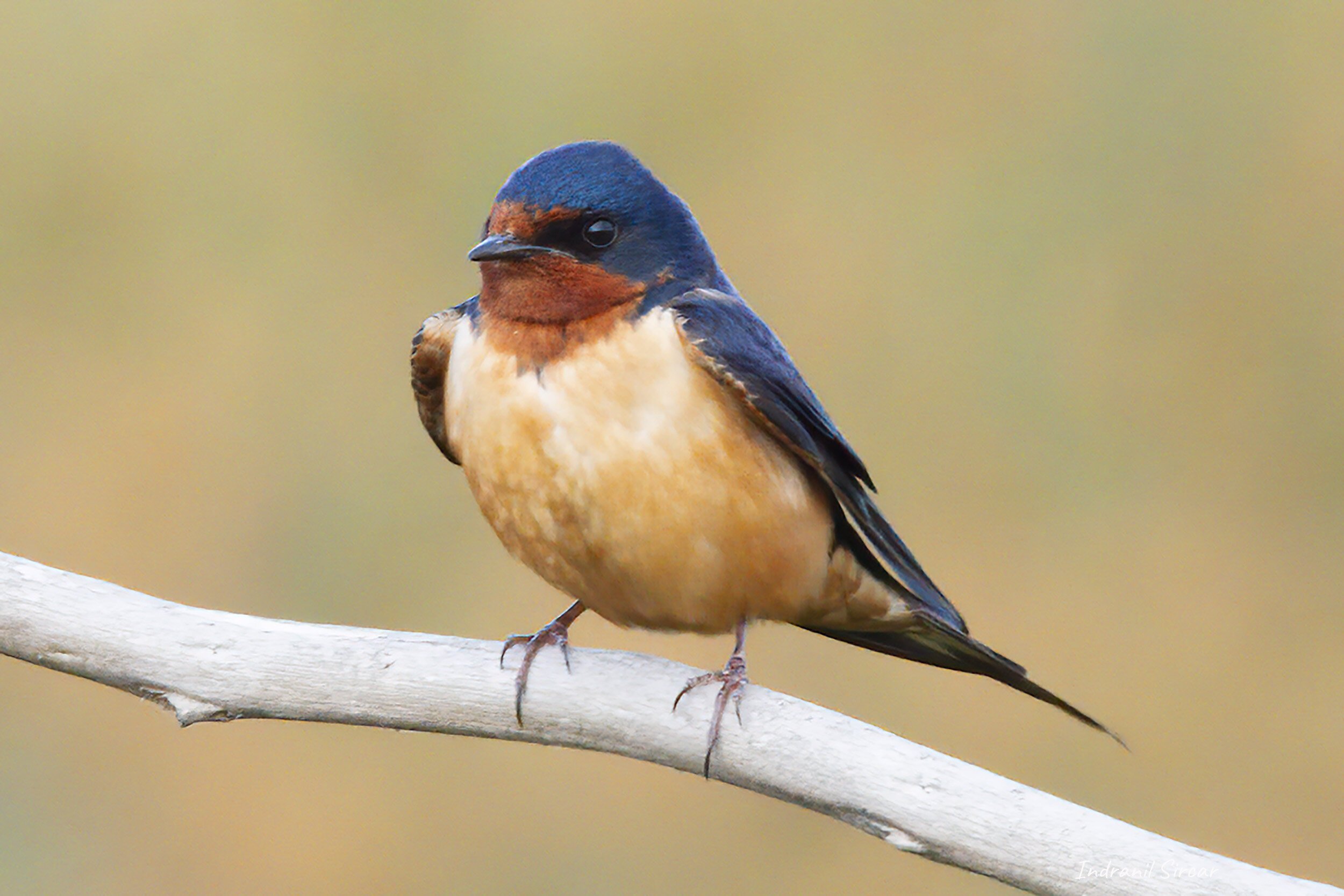 Barn_Swallow_IMG_7D_07107_DonEd_CA.jpg