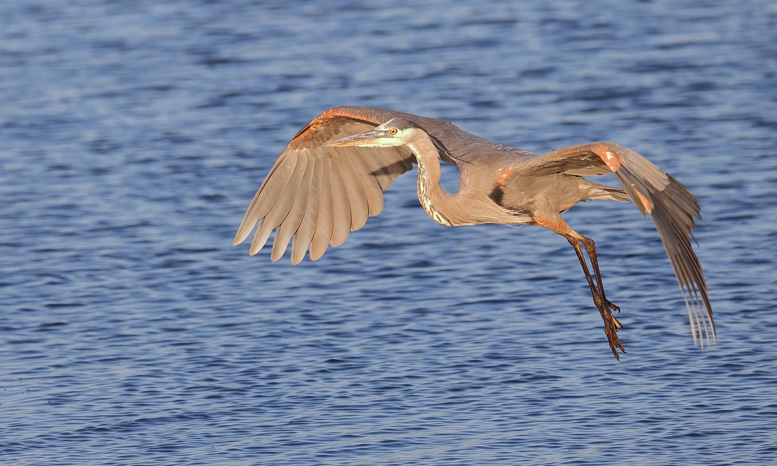 Great Blue Heron